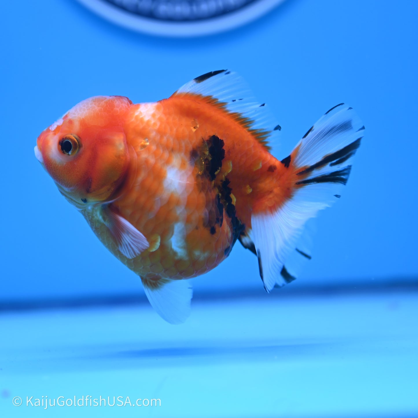 Shogun Godzilla Tricolor Sakura Oranda 3.75in Body (240719_OR05) - Kaiju Goldfish USA