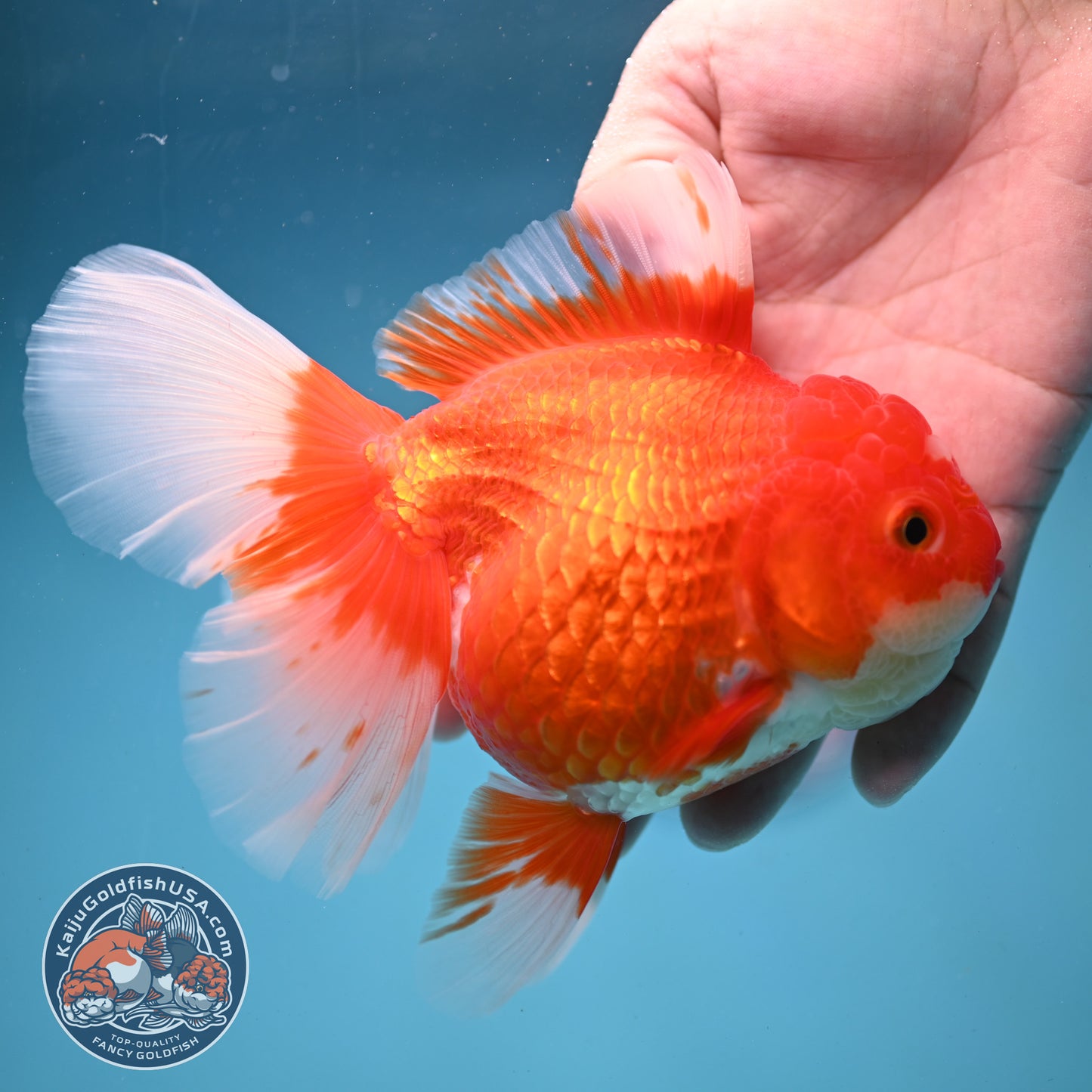 Red White Rosetail Oranda 4 inch Body (250919_OR05)