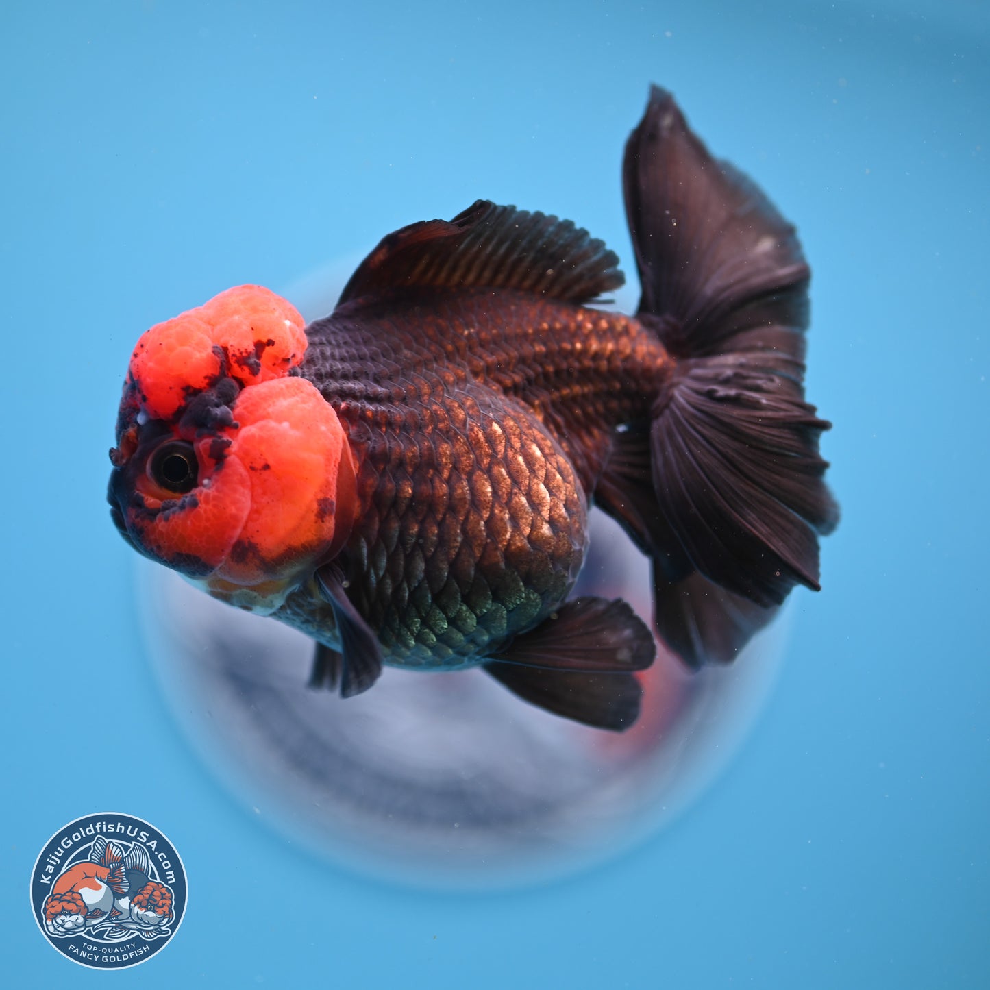 Red Head Apache Rose Tail Oranda 4 inches - Female (241206_OR05) - Kaiju Goldfish USA