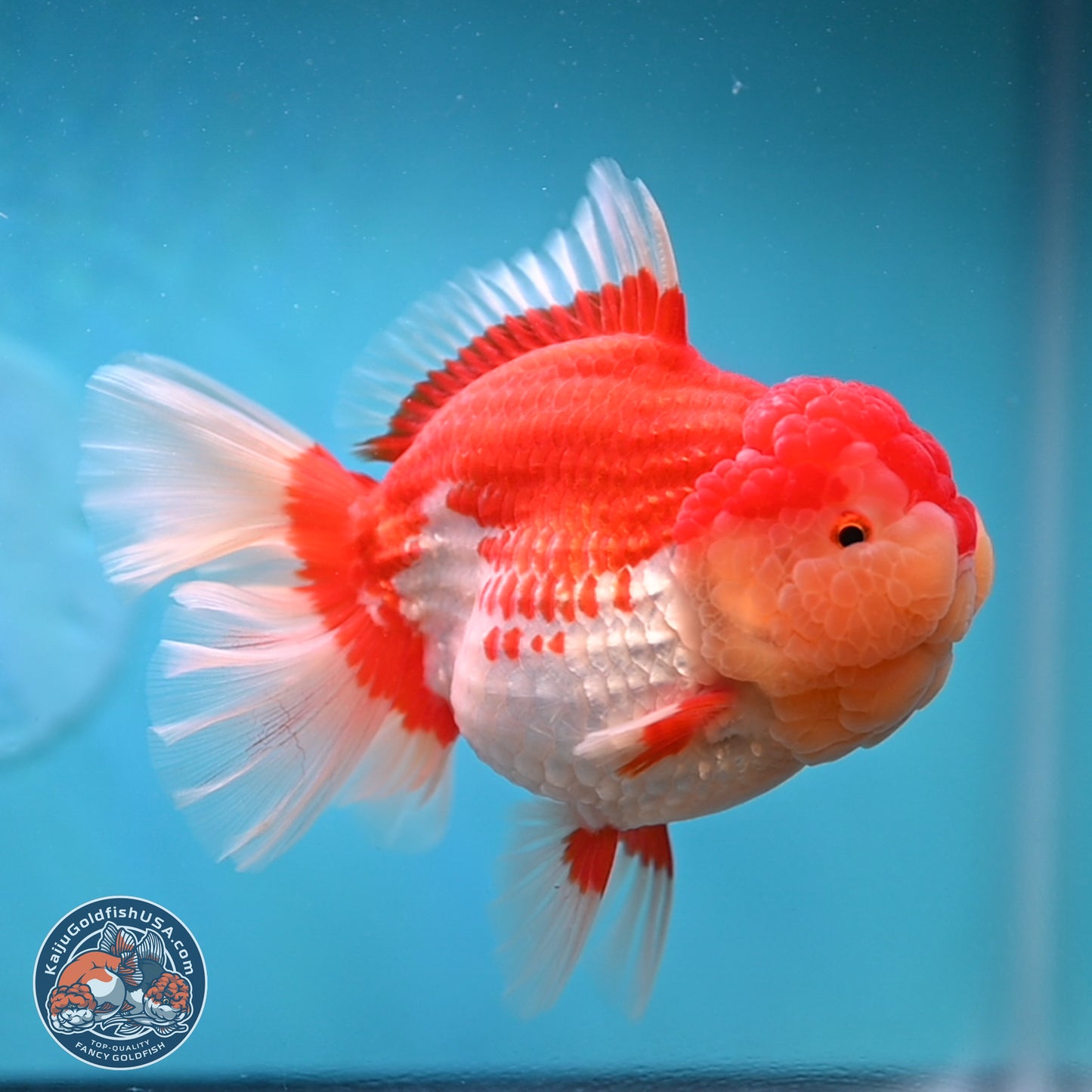 Jumbo Rose Tail Red White Oranda 5 inches Body - Female (250131_OR05)