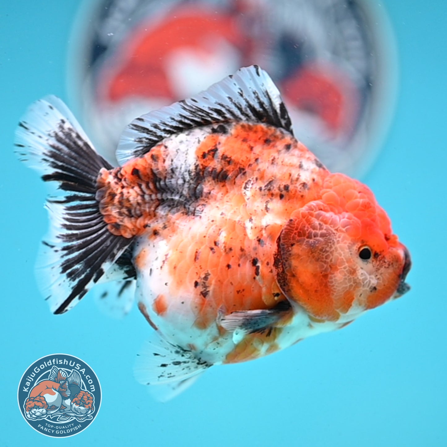 Shogun Tricolor Sakura Oranda 4 inches Body - Female (250418_OR05)