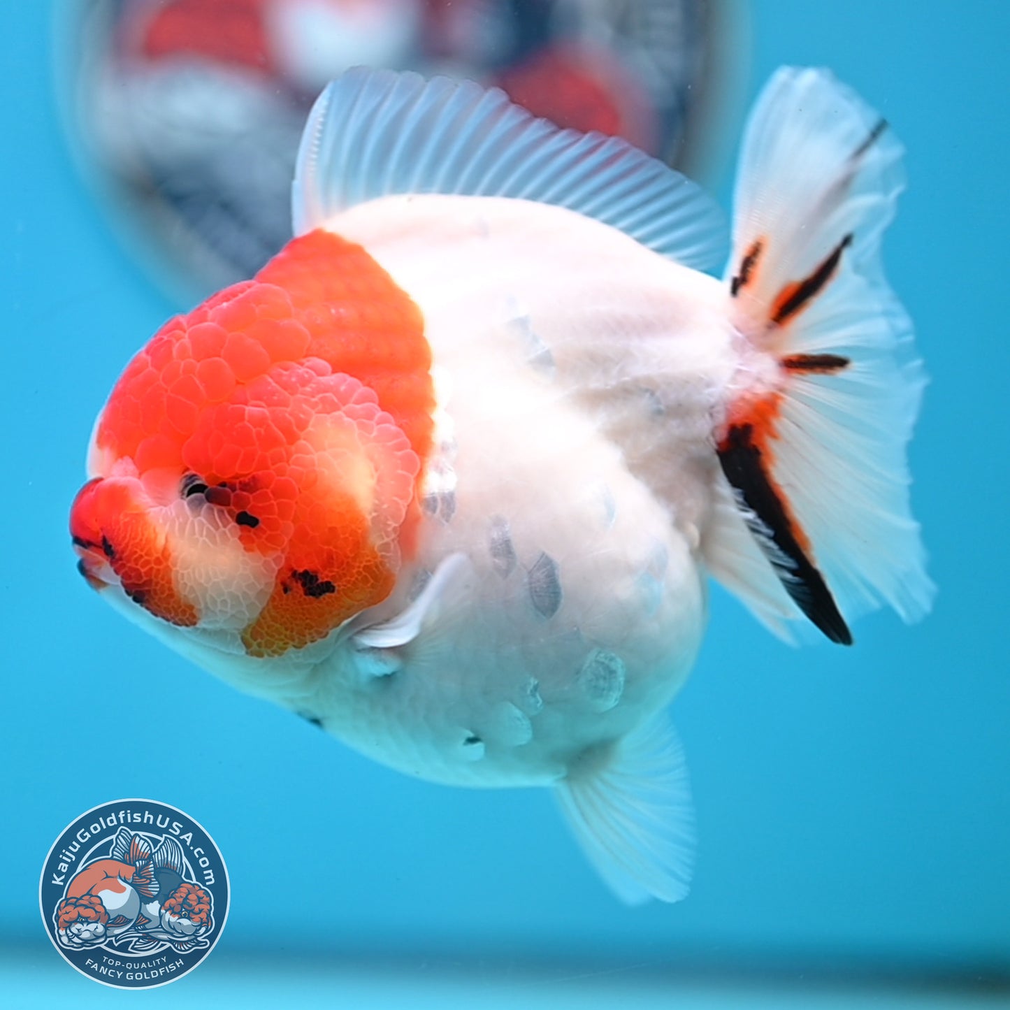 Tricolor Sakura YuanBao Oranda 4 inches Body (250516_OR05)