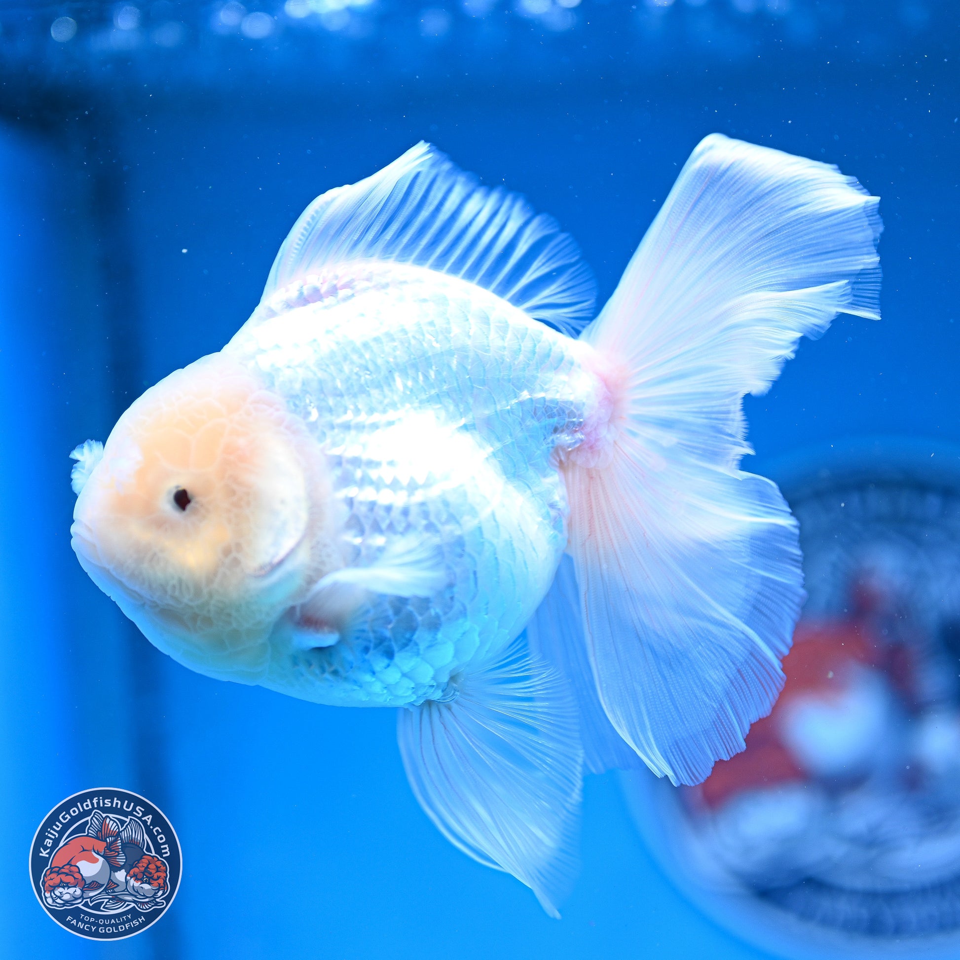 Snow White Rose Tail Oranda 4-6 inches (240913_OR05) - Kaiju Goldfish USA