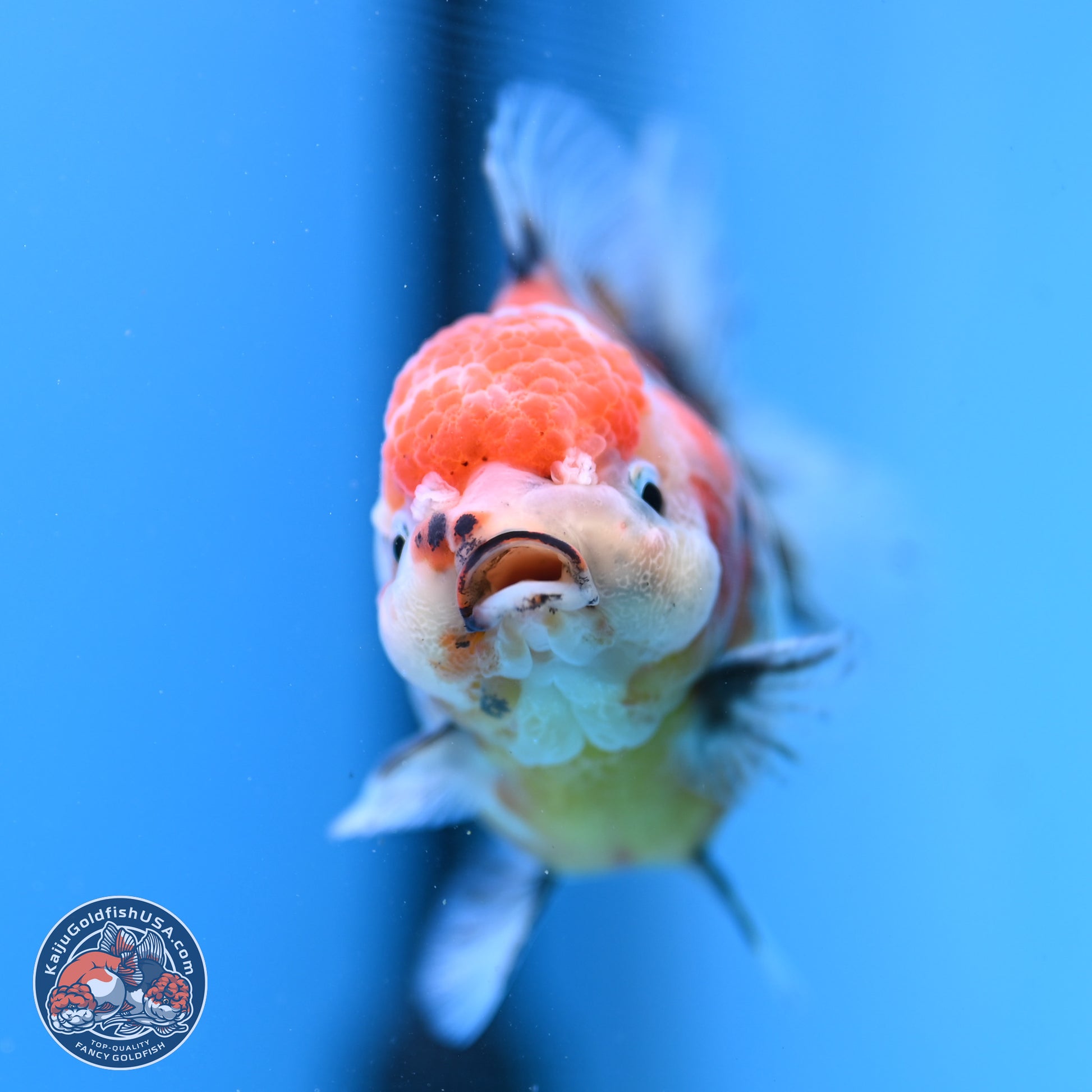 Shogun Tricolor Sakura YuanBao Oranda 3.5in Body (240802_OR05) - Kaiju Goldfish USA