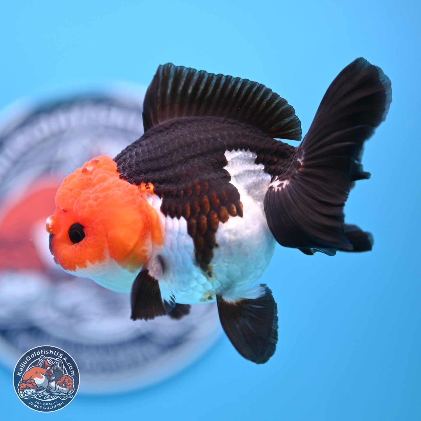 Tricolor Oranda 3.5in body (240809_OR05) - Kaiju Goldfish USA