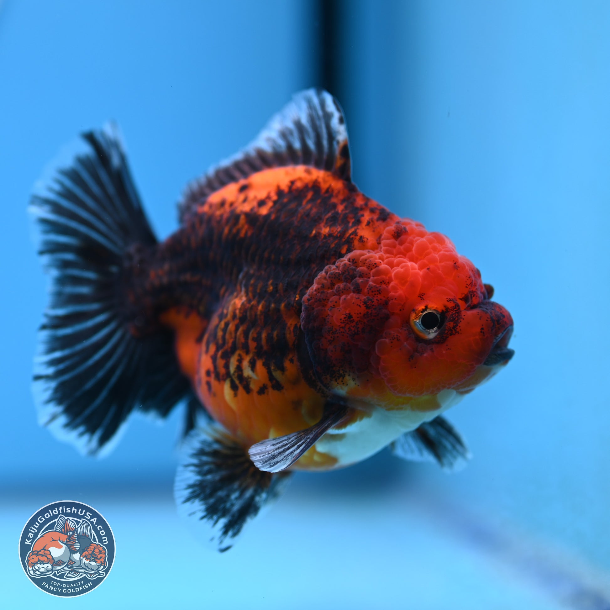 Shogun Kirin Short Body Oranda 3.5-4 in (241011_OR05) - Kaiju Goldfish USA