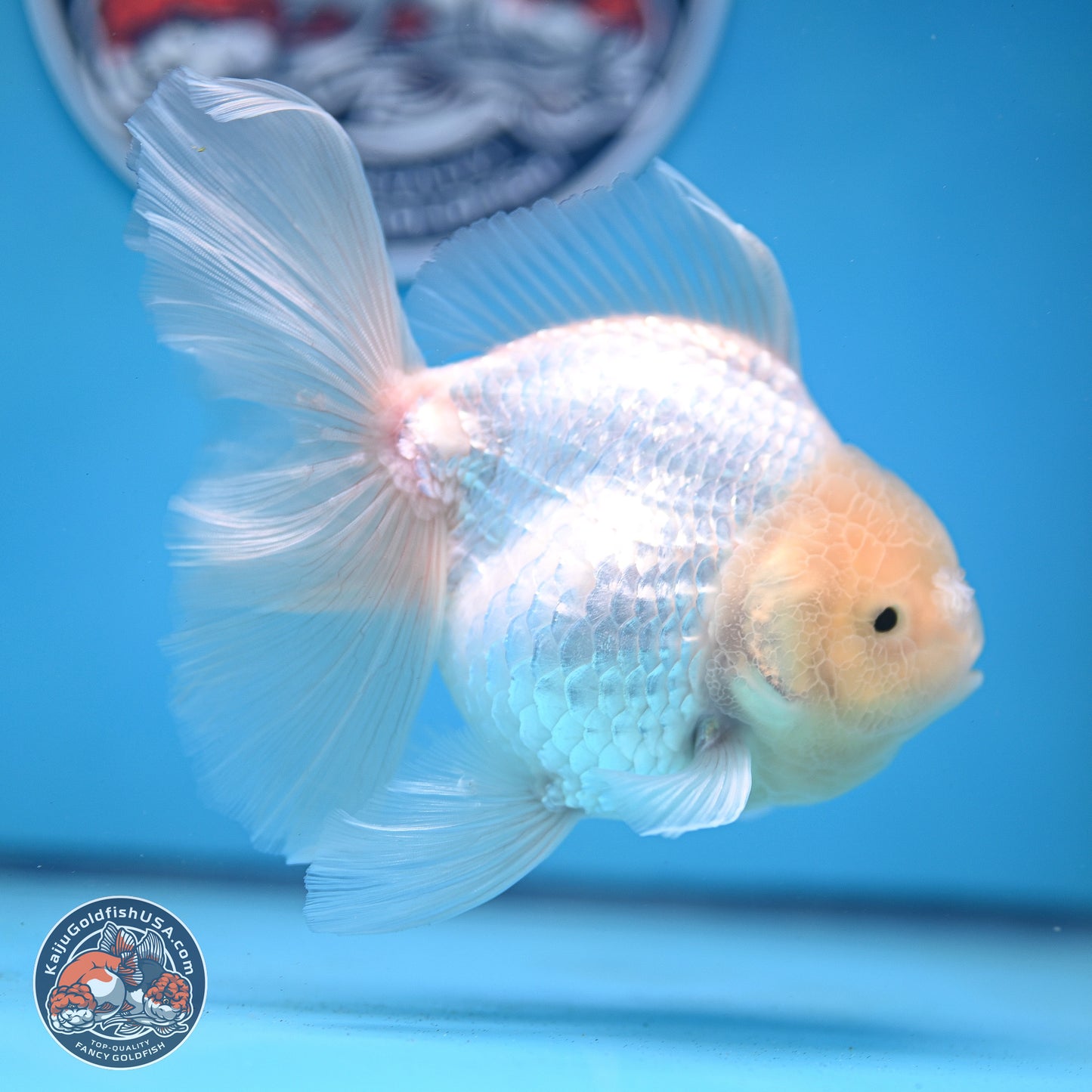 Snow White Rose Tail Oranda 4-6 inches (240913_OR05) - Kaiju Goldfish USA