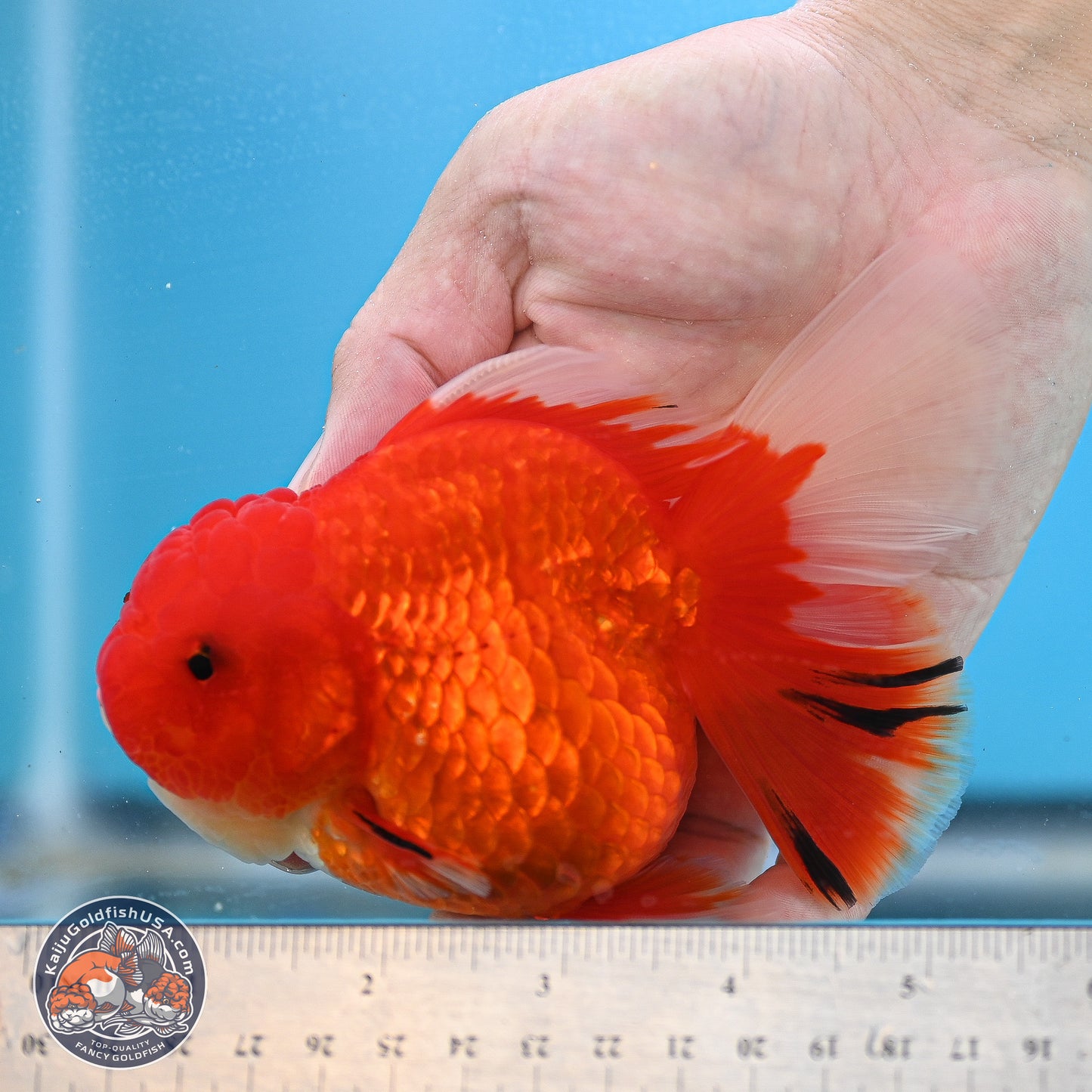 Red White Rose Tail Oranda 3.5 inches Body - Female (250214_OR05)