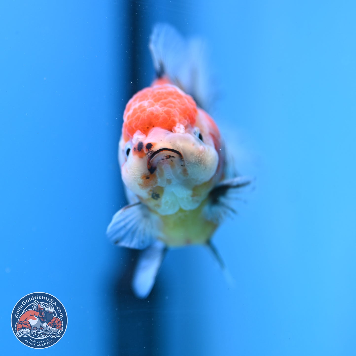 Shogun Tricolor Sakura YuanBao Oranda 3.5in Body (240802_OR05) - Kaiju Goldfish USA