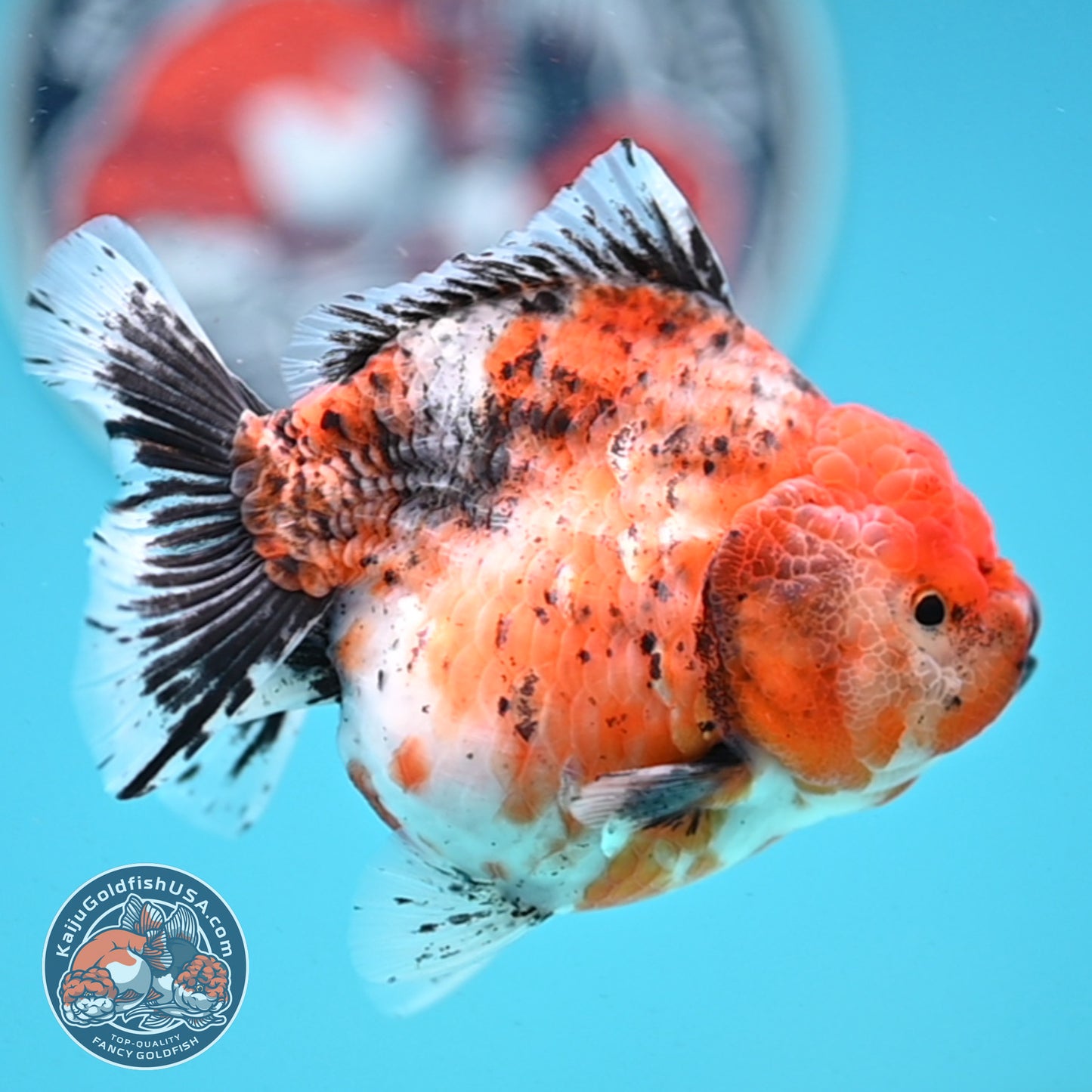 Shogun Tricolor Sakura Oranda 4 inches Body - Female (250418_OR05)