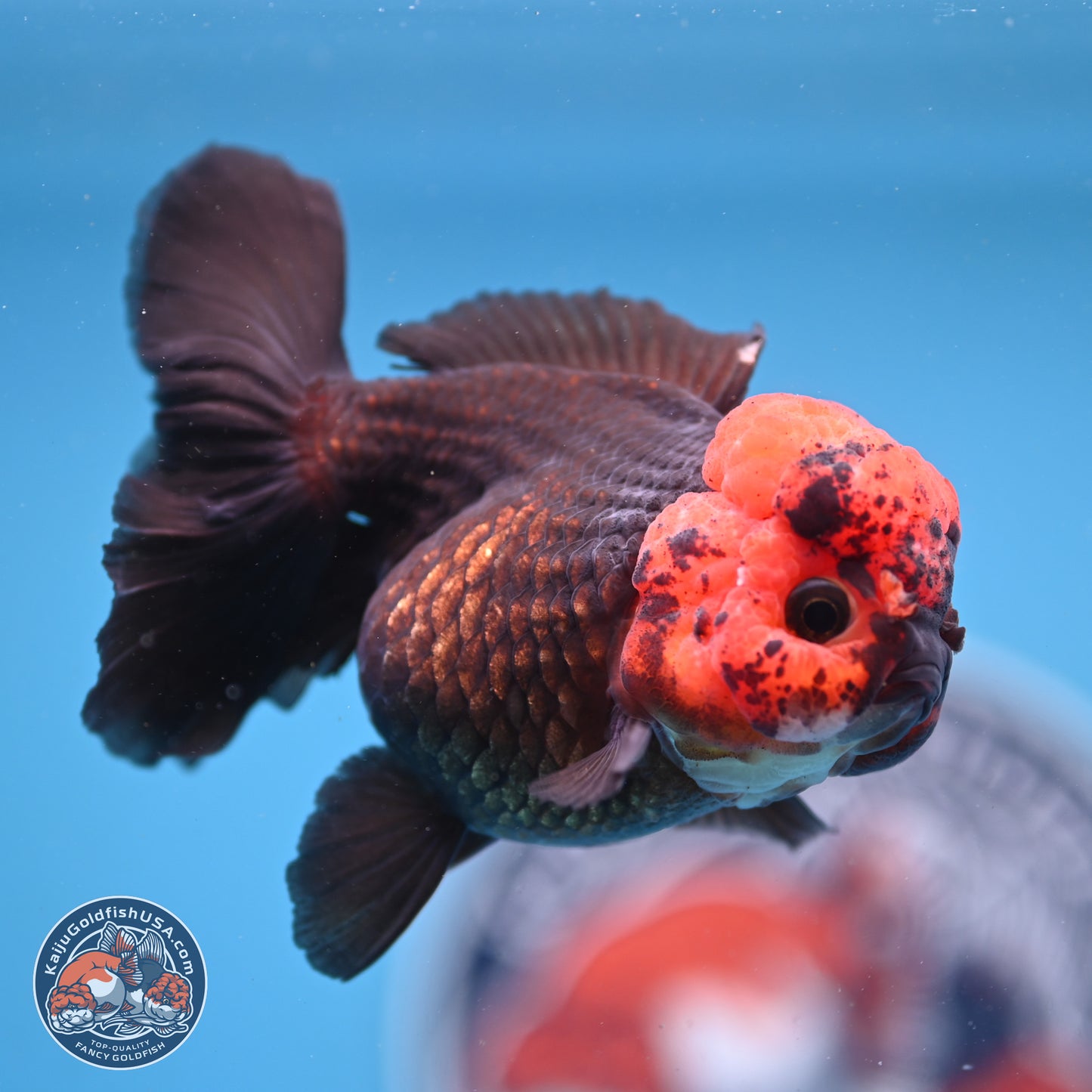 Red Head Apache Rose Tail Oranda 4 inches - Female (241206_OR05) - Kaiju Goldfish USA