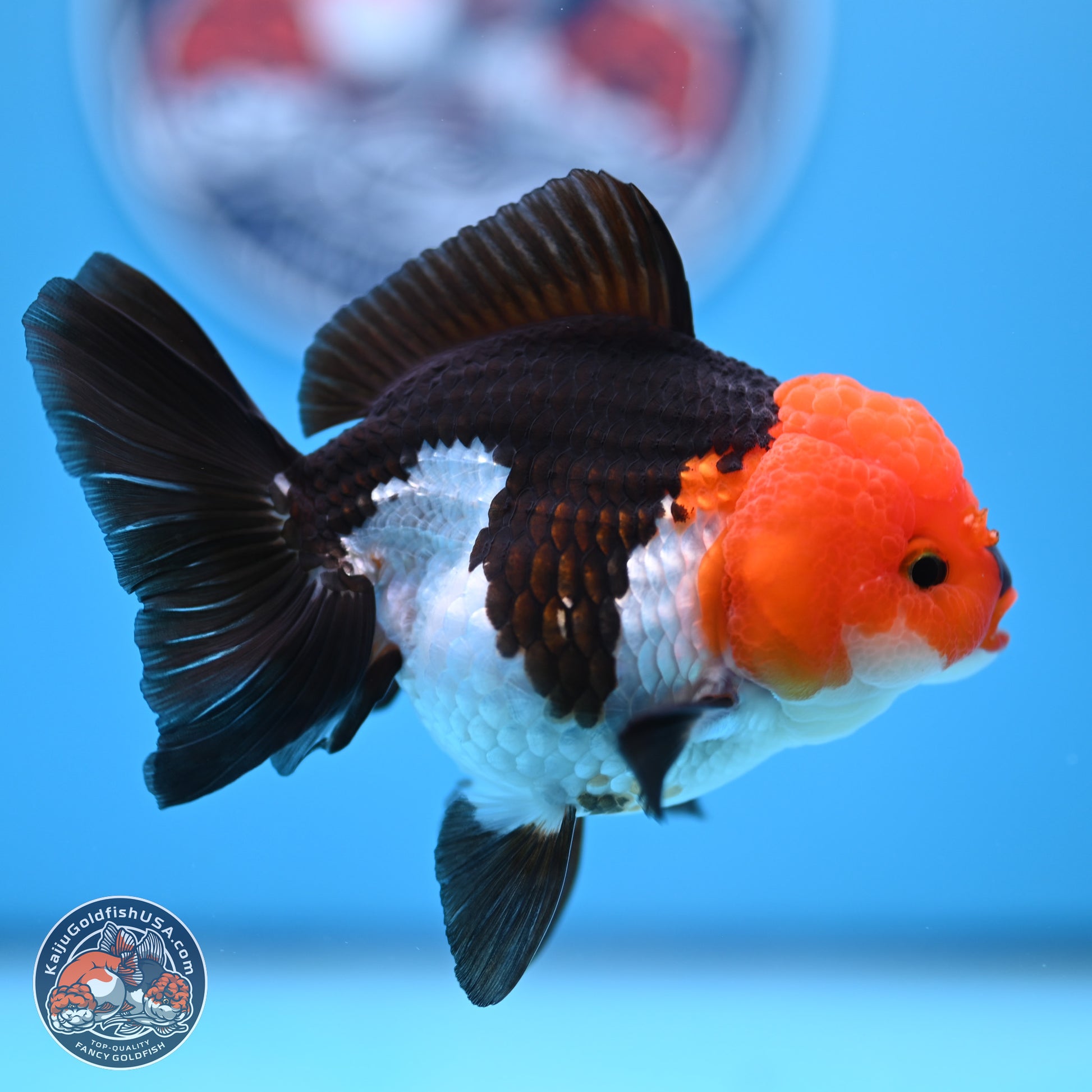 Tricolor Oranda 3.5in body (240809_OR05) - Kaiju Goldfish USA