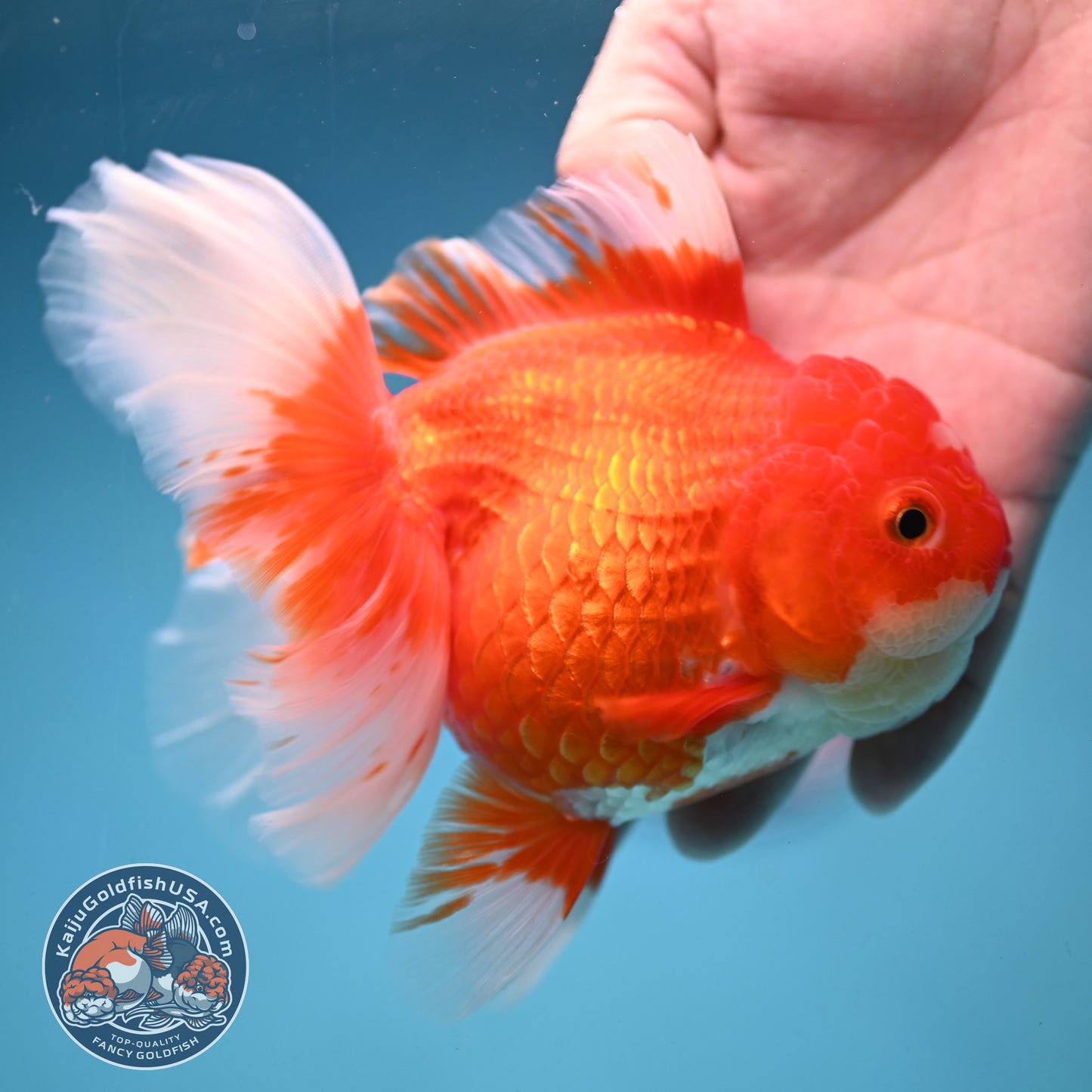 Red White Rosetail Oranda 4 inch Body (250919_OR05)