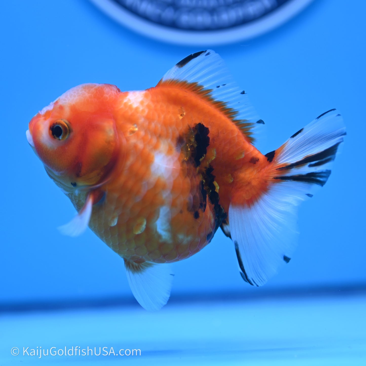 Shogun Godzilla Tricolor Sakura Oranda 3.75in Body (240719_OR05) - Kaiju Goldfish USA