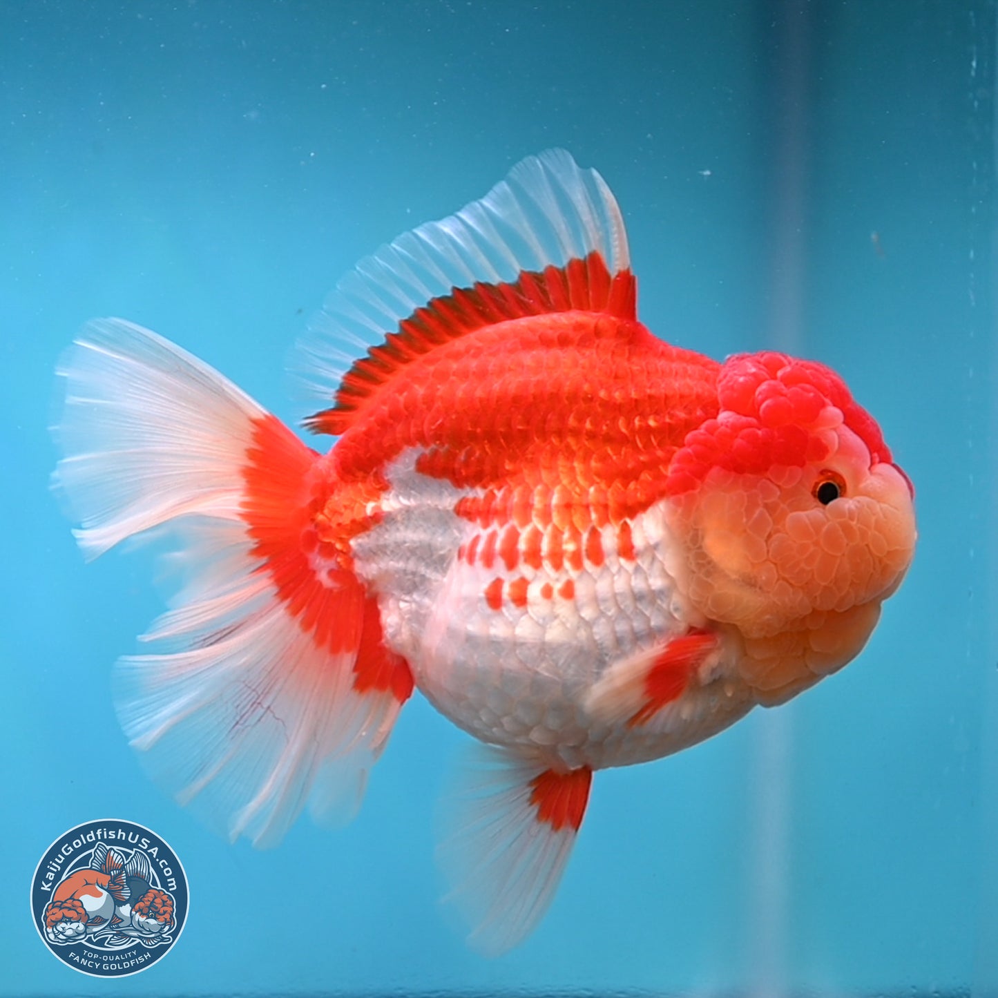 Jumbo Rose Tail Red White Oranda 5 inches Body - Female (250131_OR05)