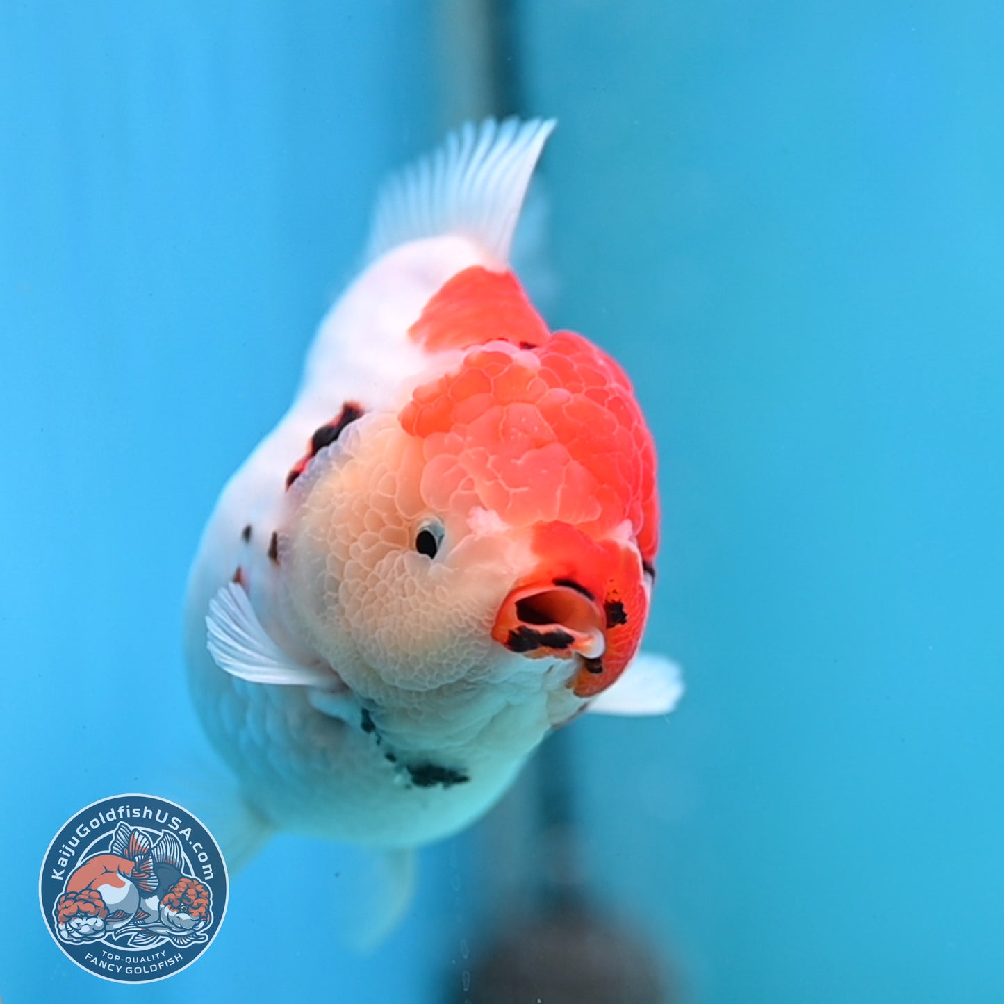 Tricolor Sakura YuanBao Oranda 4 inches Body (250516_OR05)