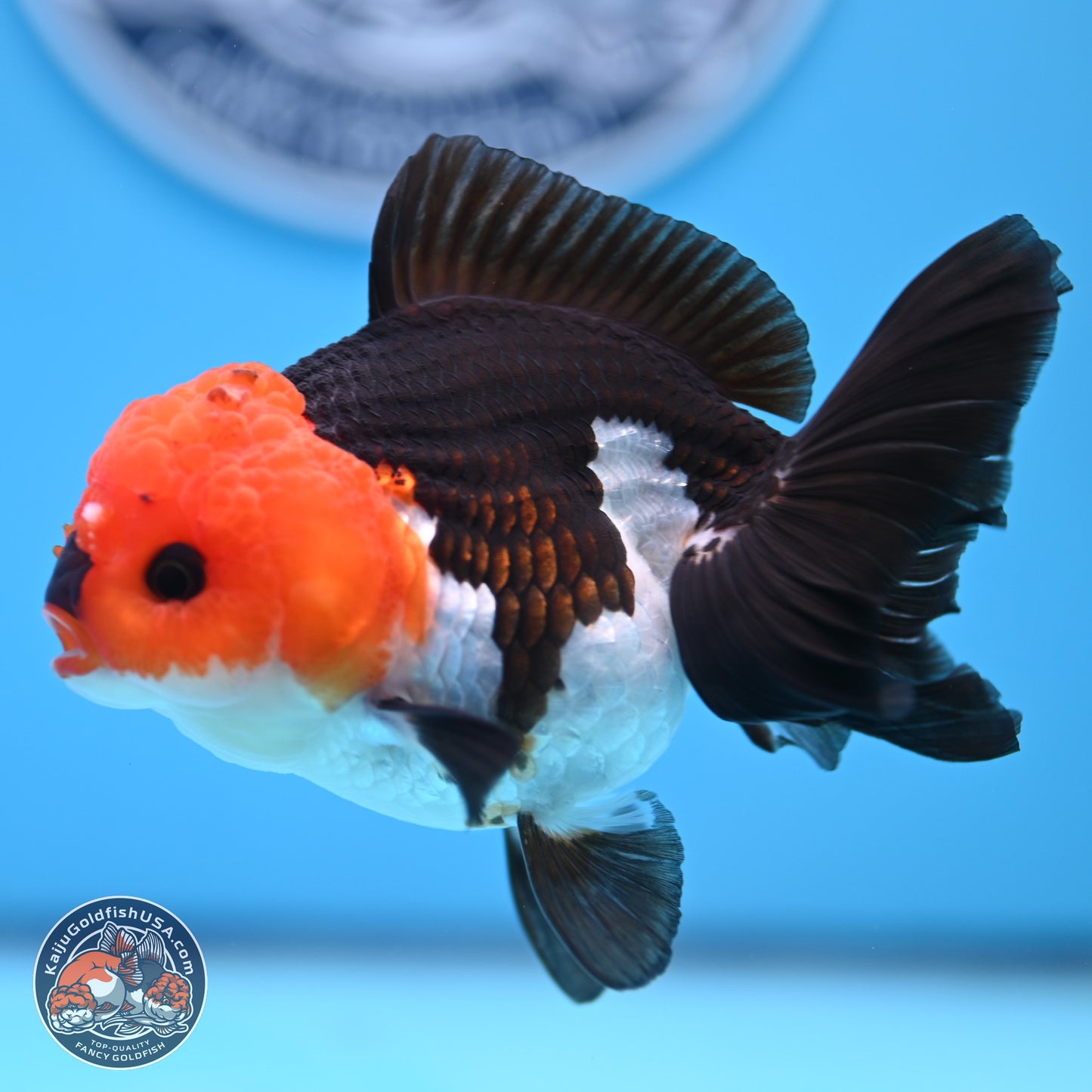 Tricolor Oranda 3.5in body (240809_OR05) - Kaiju Goldfish USA