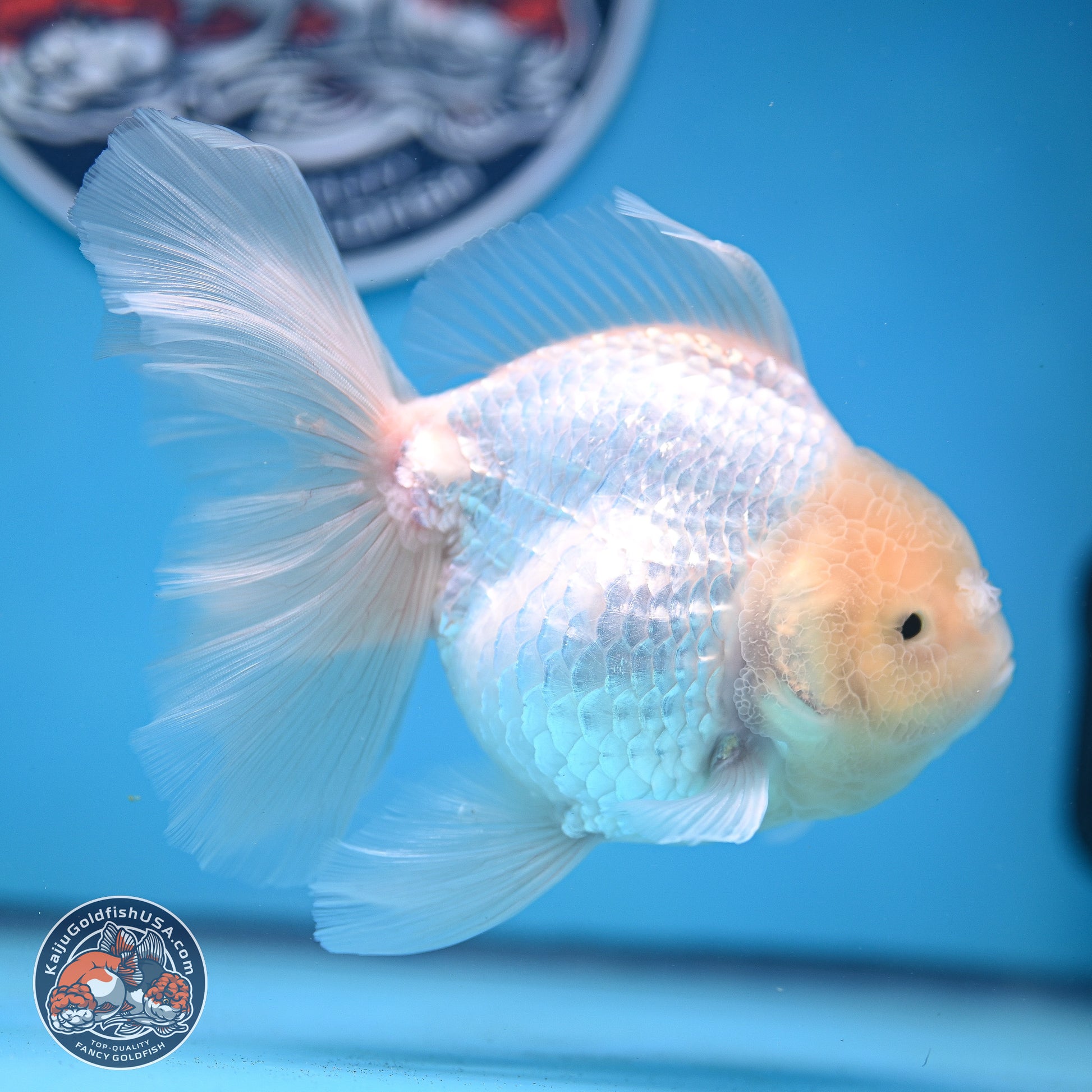 Snow White Rose Tail Oranda 4-6 inches (240913_OR05) - Kaiju Goldfish USA