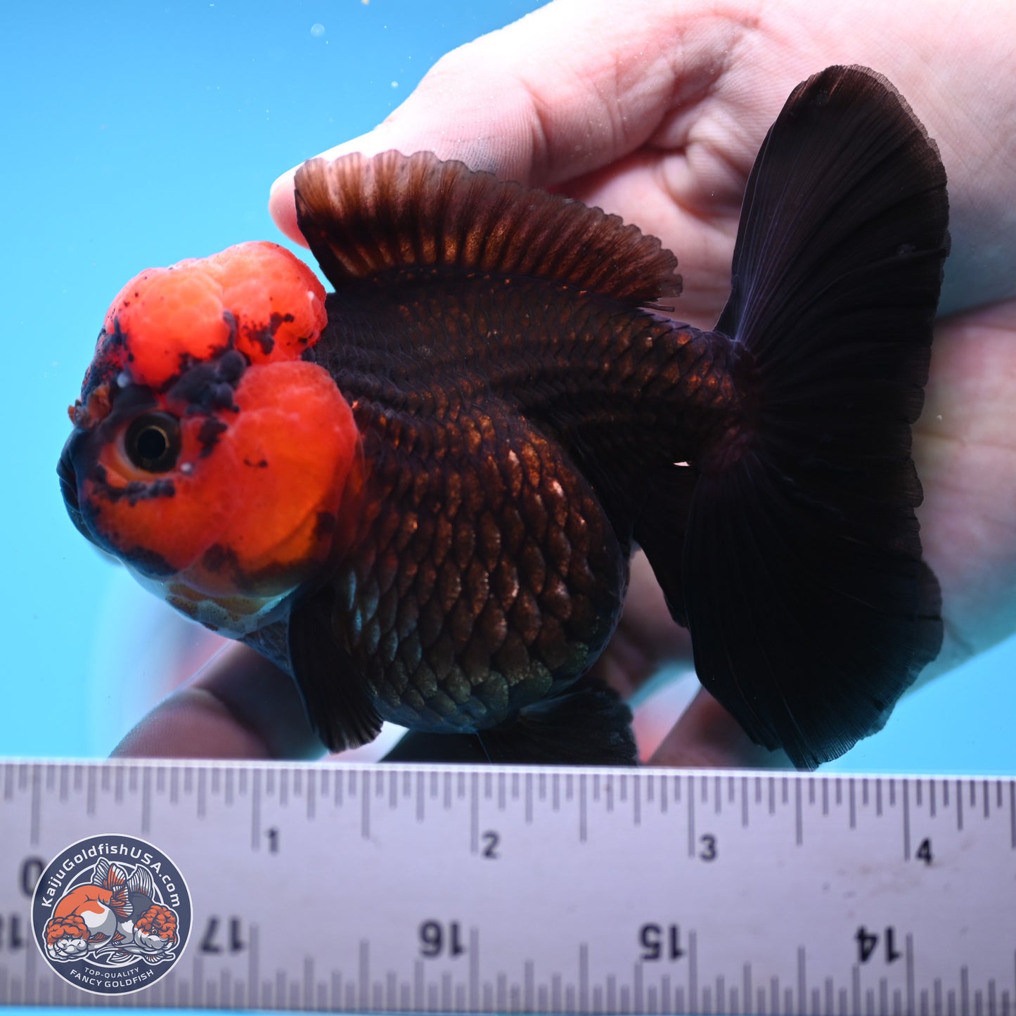 Red Head Apache Rose Tail Oranda 4 inches - Female (241206_OR05) - Kaiju Goldfish USA