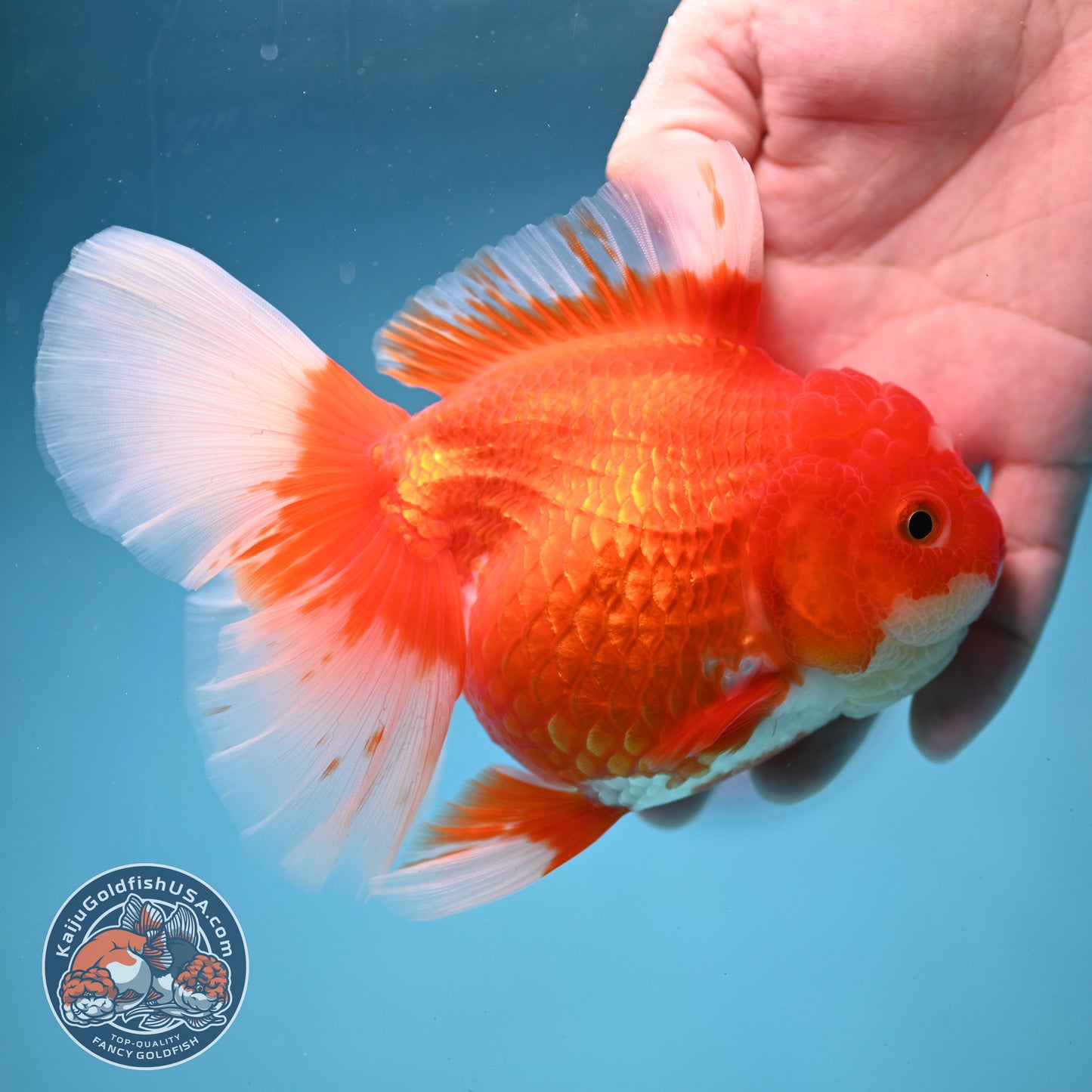 Red White Rosetail Oranda 4 inch Body (250919_OR05)