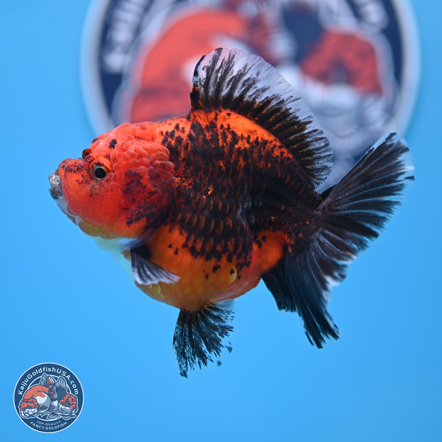 Shogun Kirin Short Body Oranda 3.5-4 in (241011_OR05) - Kaiju Goldfish USA