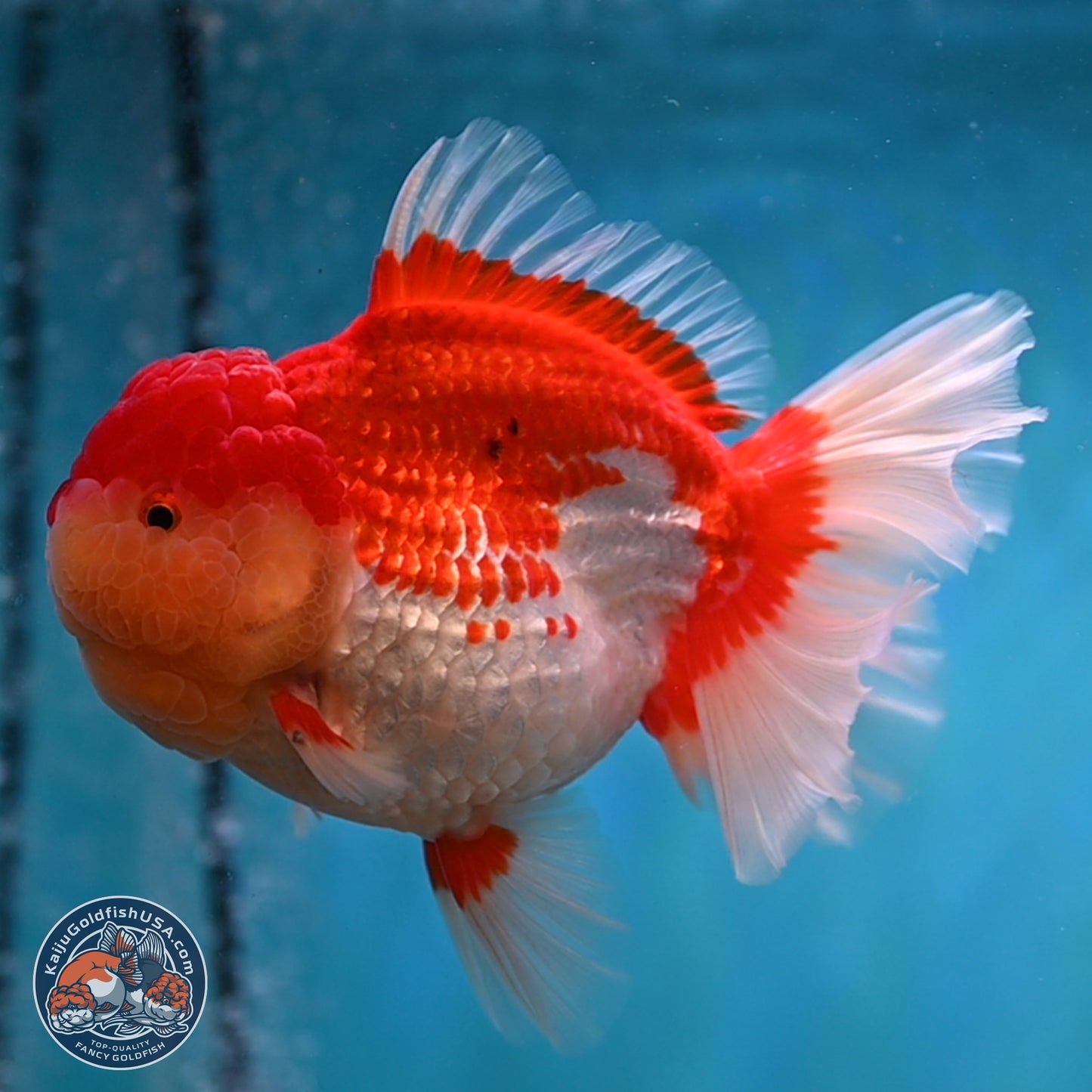 Jumbo Rose Tail Red White Oranda 5 inches Body - Female (250131_OR05)