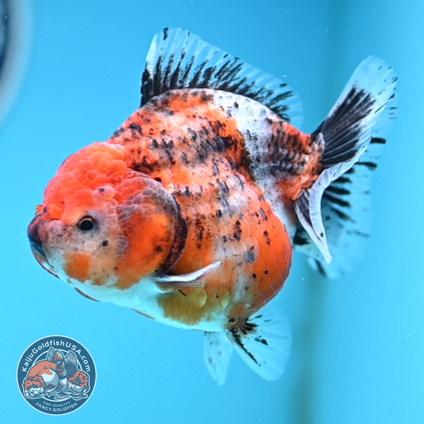 Shogun Tricolor Sakura Oranda 4 inches Body - Female (250418_OR05)