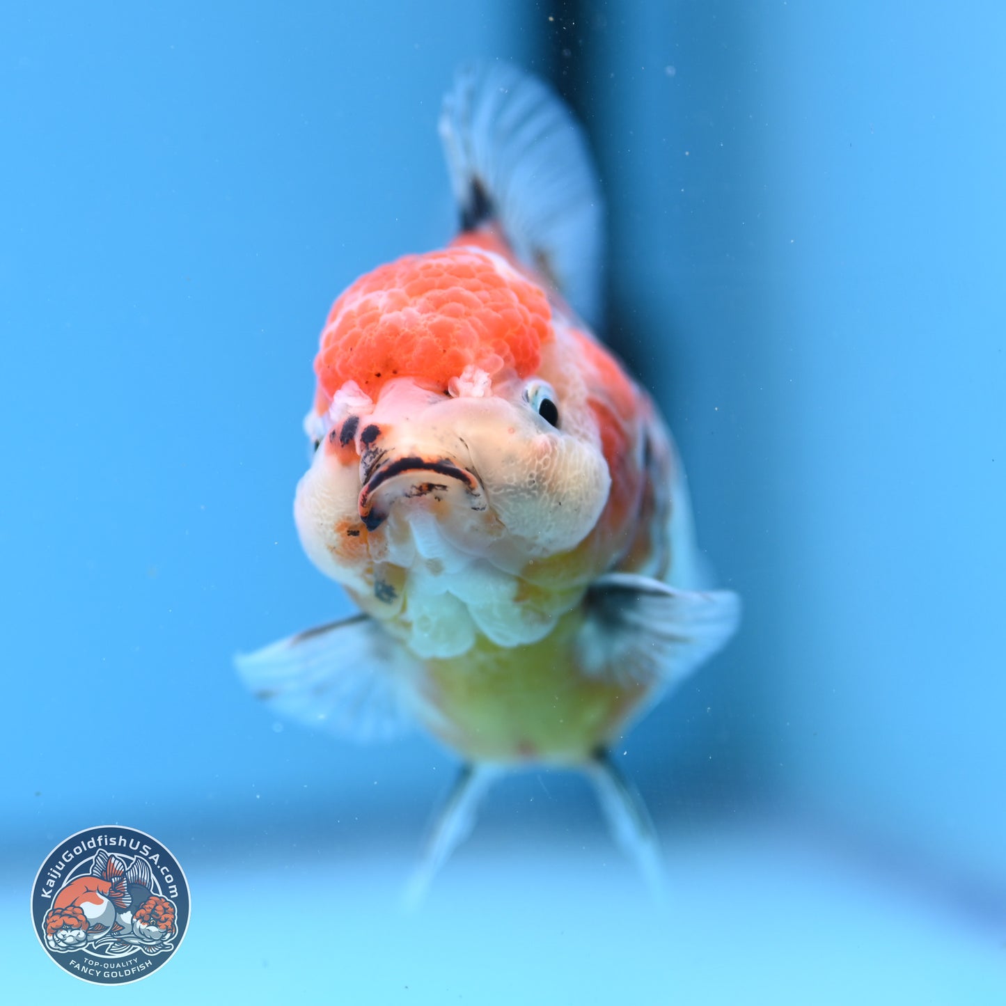 Shogun Tricolor Sakura YuanBao Oranda 3.5in Body (240802_OR05) - Kaiju Goldfish USA