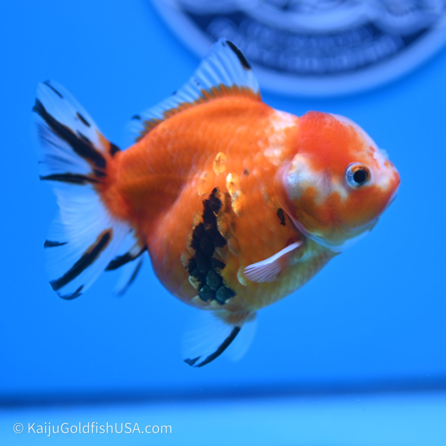 Shogun Godzilla Tricolor Sakura Oranda 3.75in Body (240719_OR05) - Kaiju Goldfish USA