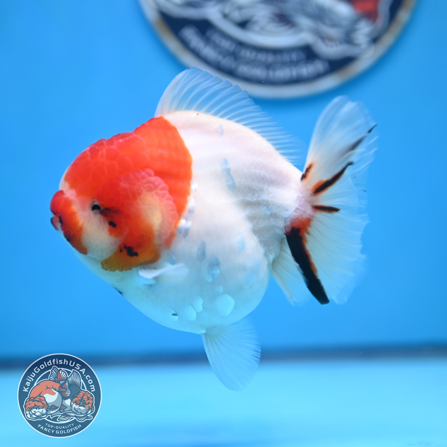 Tricolor Sakura YuanBao Oranda 4 inches Body (250516_OR05)