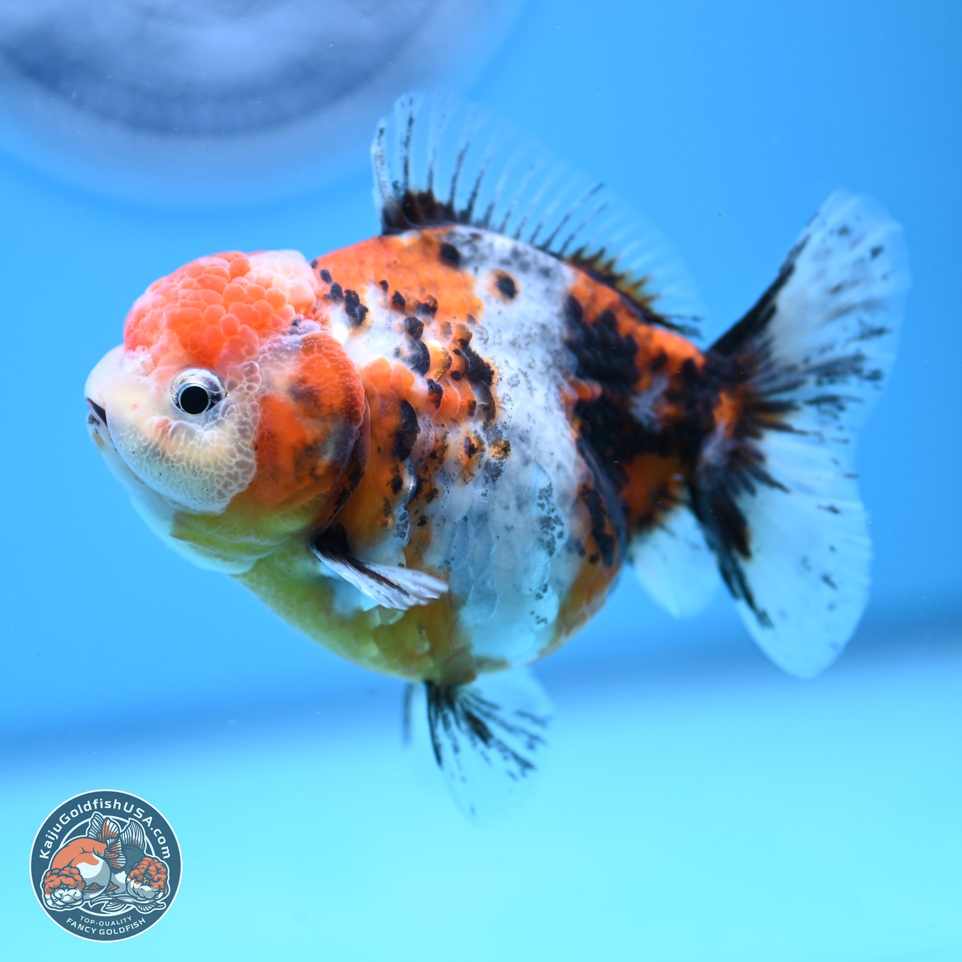 Shogun Tricolor Sakura YuanBao Oranda 3.5in Body (240802_OR05) - Kaiju Goldfish USA