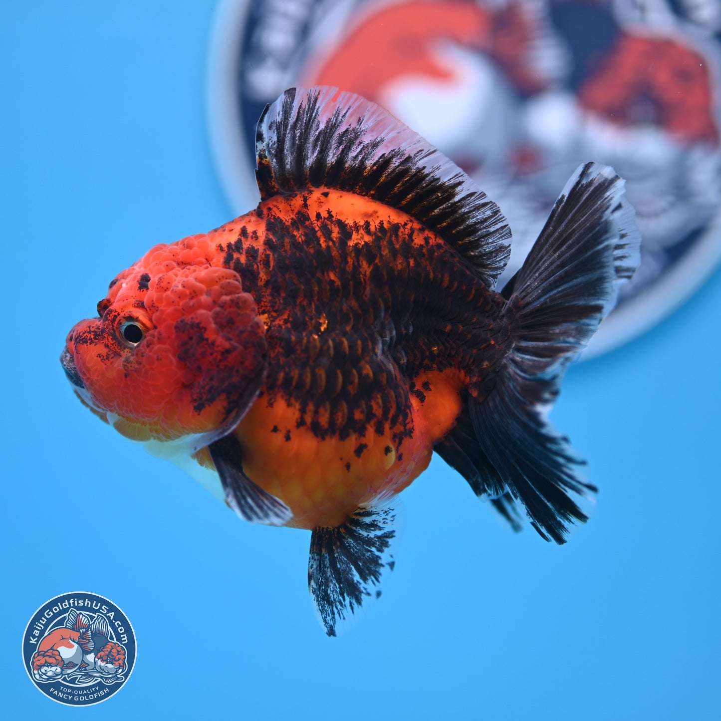 Shogun Kirin Short Body Oranda 3.5-4 in (241011_OR05) - Kaiju Goldfish USA