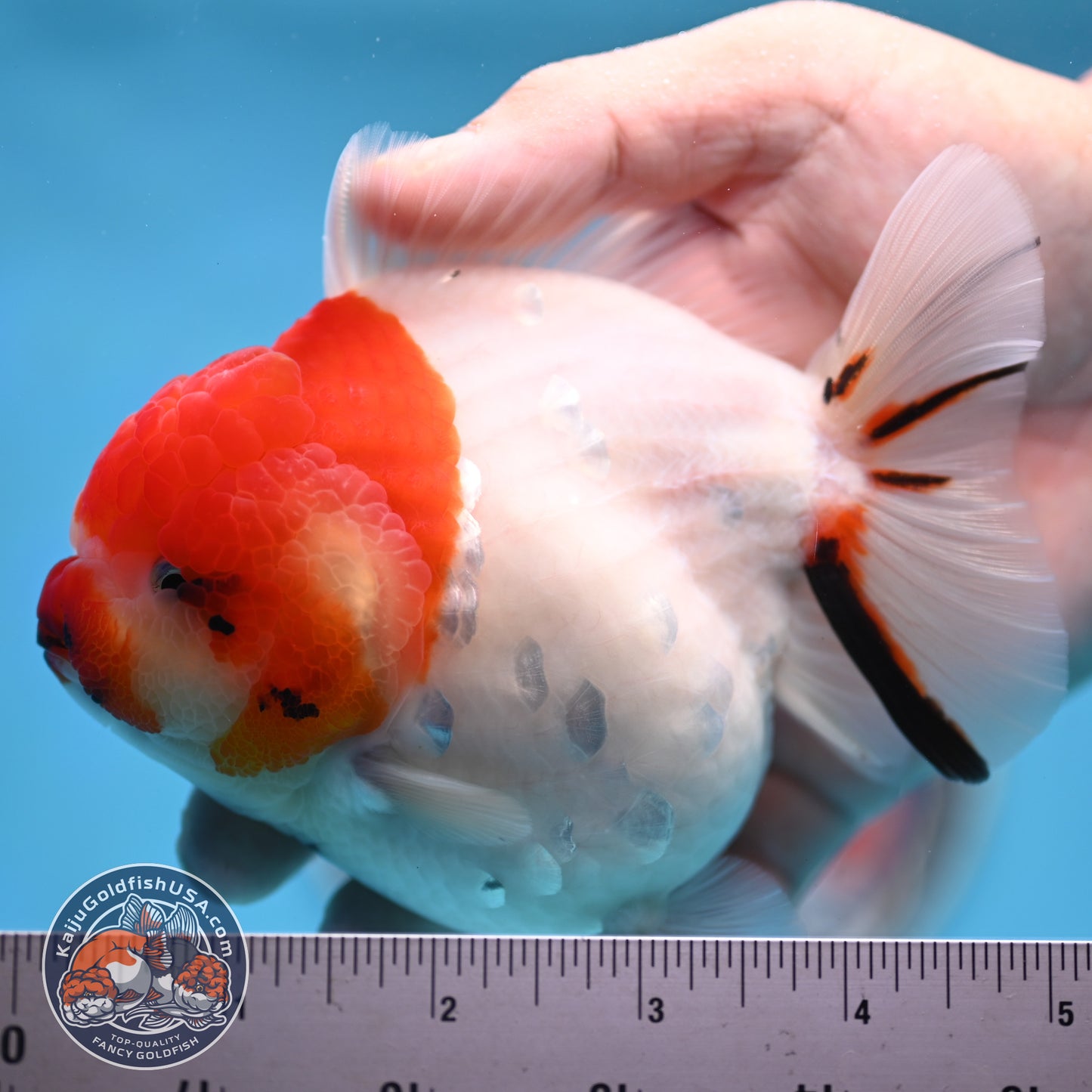 Tricolor Sakura YuanBao Oranda 4 inches Body (250516_OR05)