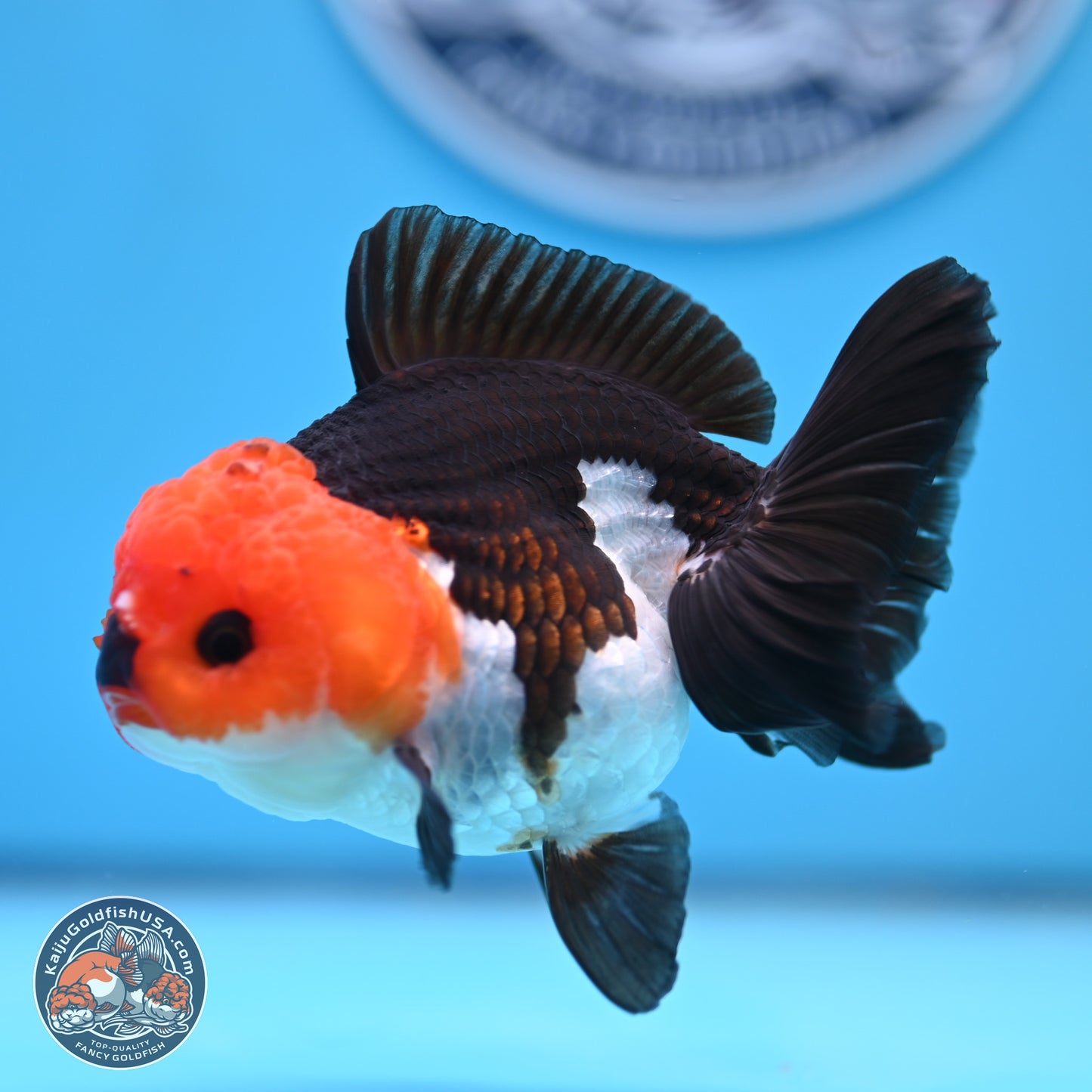 Tricolor Oranda 3.5in body (240809_OR05) - Kaiju Goldfish USA