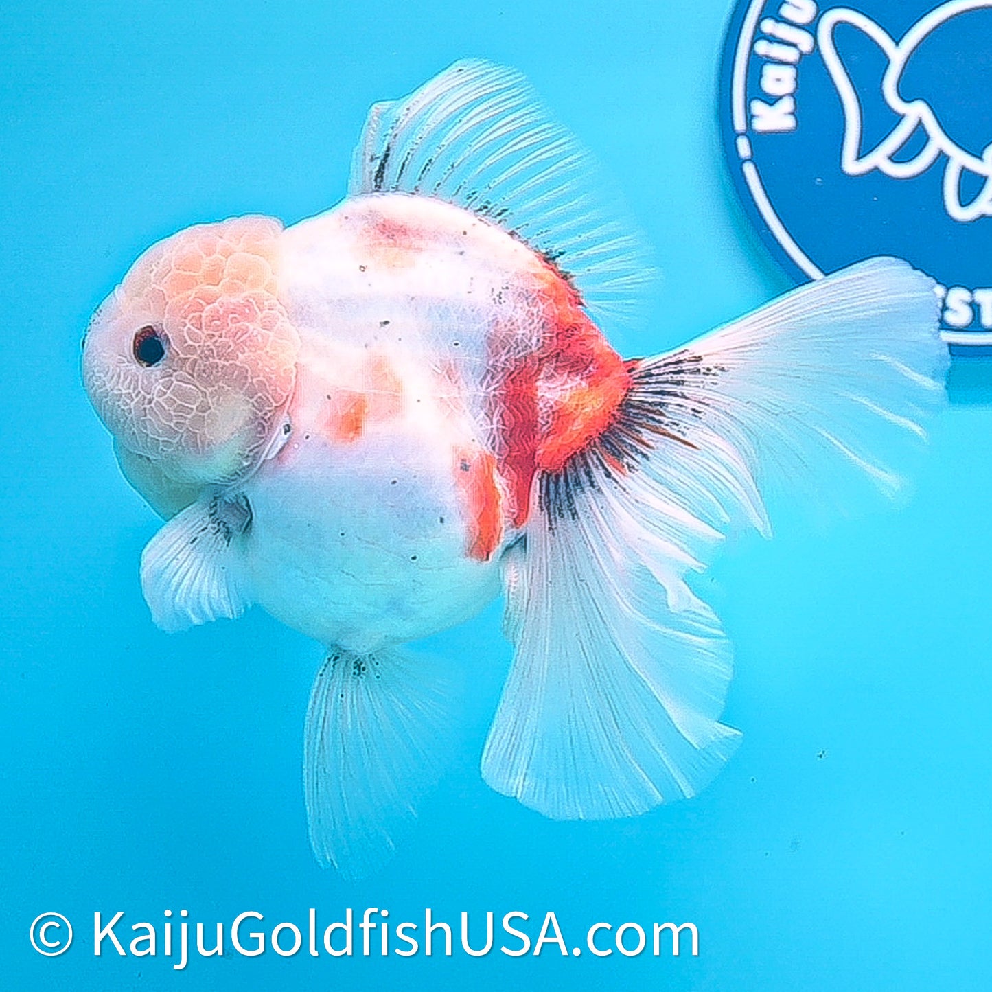 Tricolor Sakura Rose Tail Oranda 4in Body (240628_OR05) - Kaiju Goldfish USA
