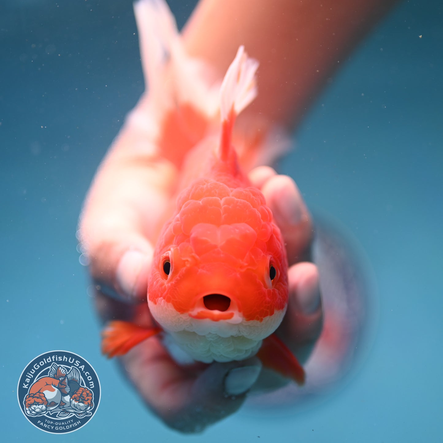 Red White Rosetail Oranda 4 inch Body (250919_OR05)