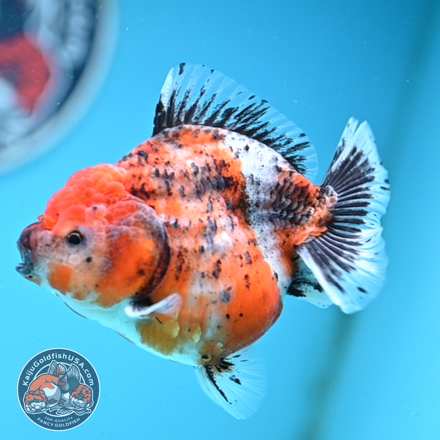 Shogun Tricolor Sakura Oranda 4 inches Body - Female (250418_OR05)