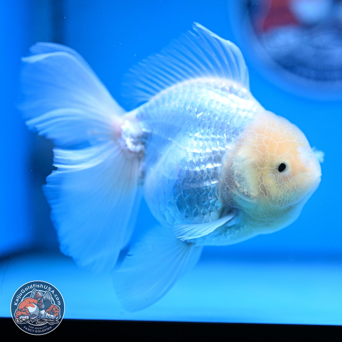 Snow White Rose Tail Oranda 4-6 inches (240913_OR05) - Kaiju Goldfish USA