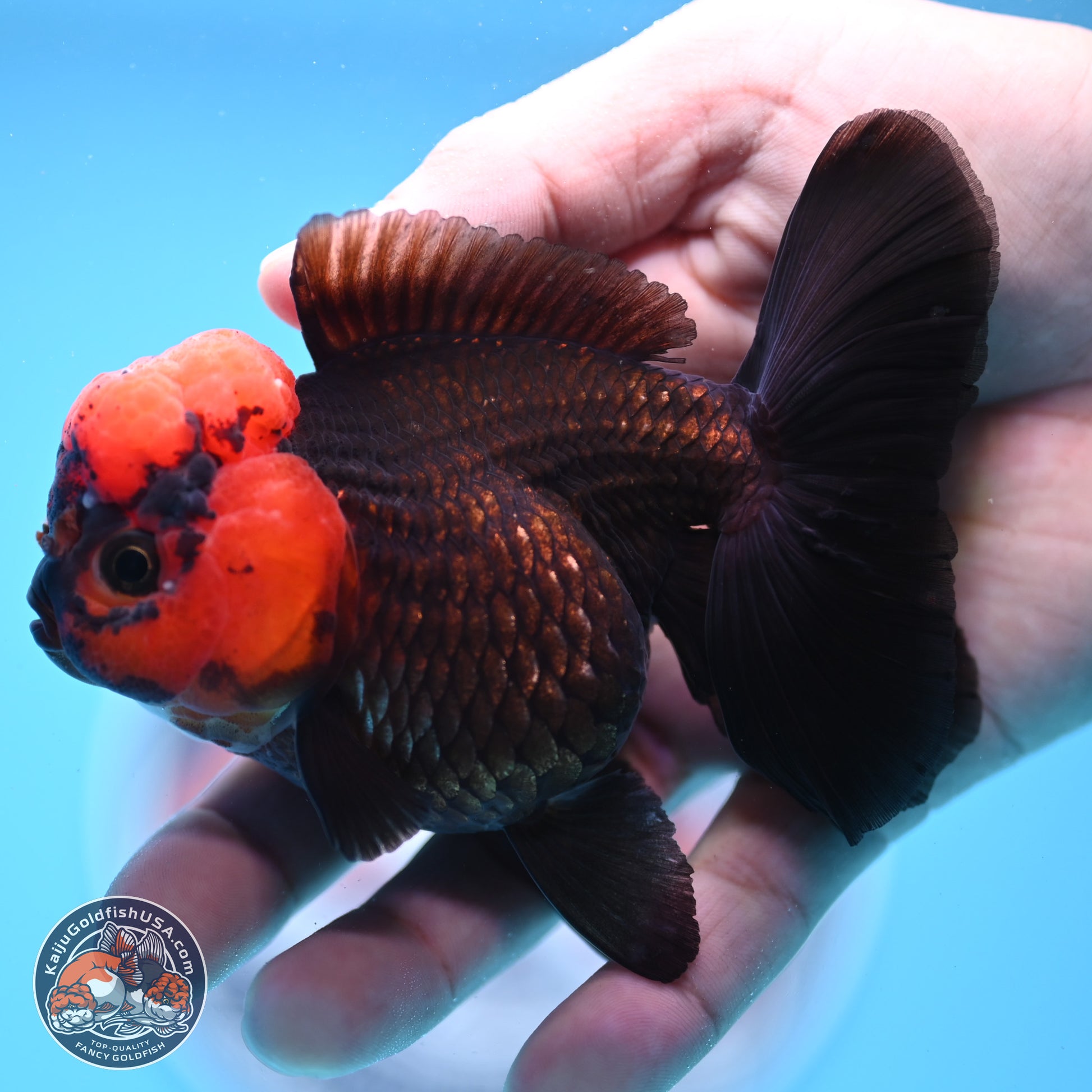 Red Head Apache Rose Tail Oranda 4 inches - Female (241206_OR05) - Kaiju Goldfish USA