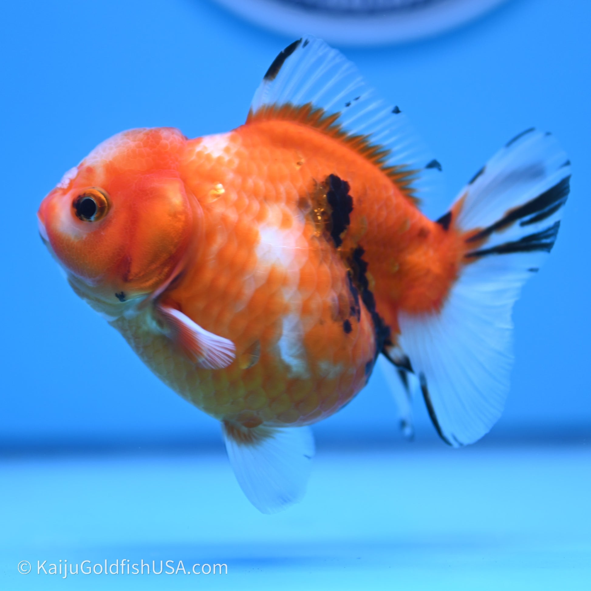 Shogun Godzilla Tricolor Sakura Oranda 3.75in Body (240719_OR05) - Kaiju Goldfish USA