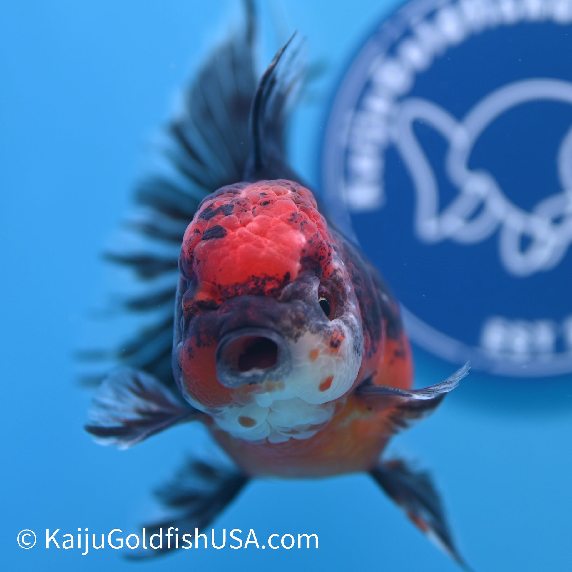 Red Head Kirin Rose Tail Oranda 4.5-5 inches (240308_OR05) - Kaiju Goldfish USA