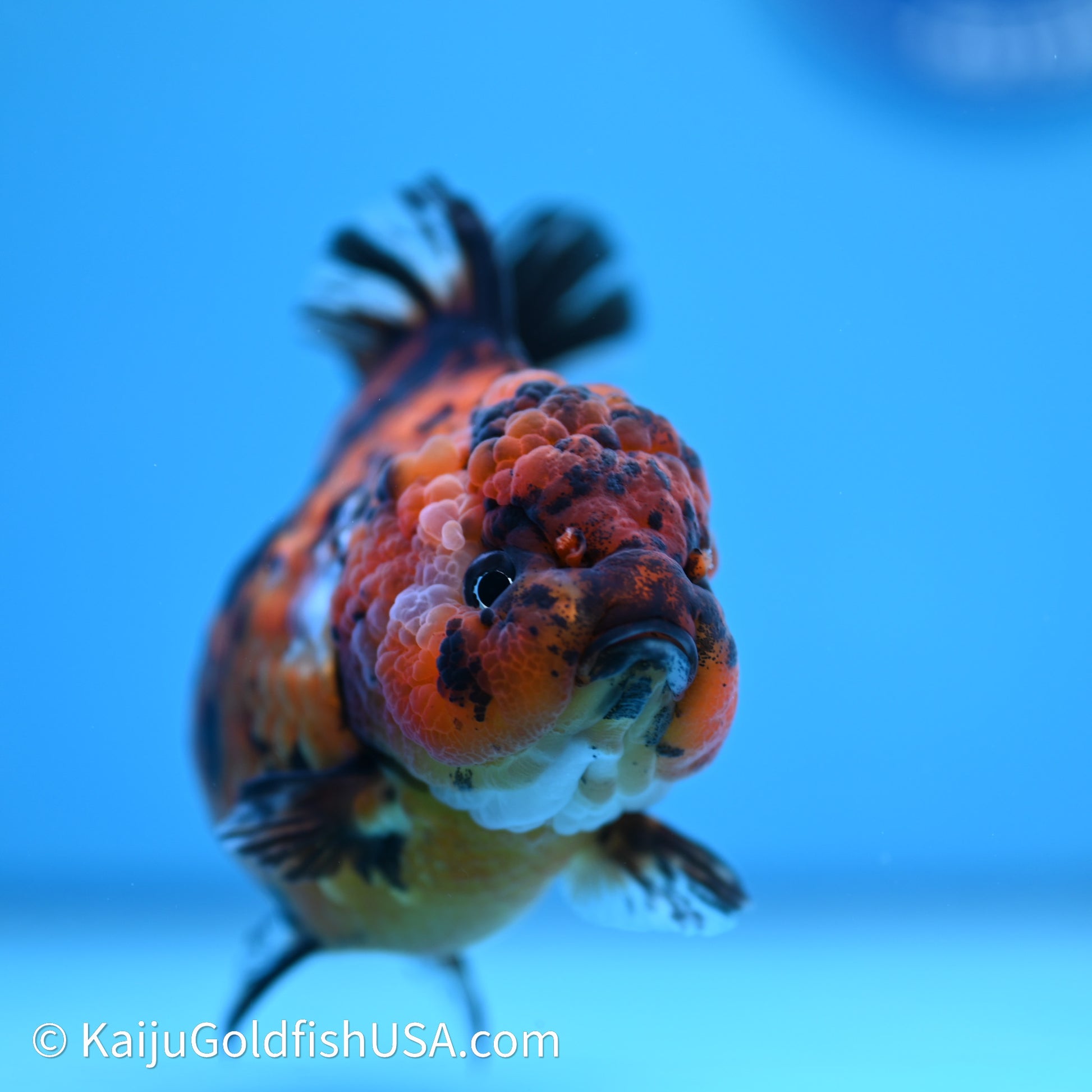 Shogun Godzilla Tiger Oranda 4in Body (240614_OR05) - Kaiju Goldfish USA