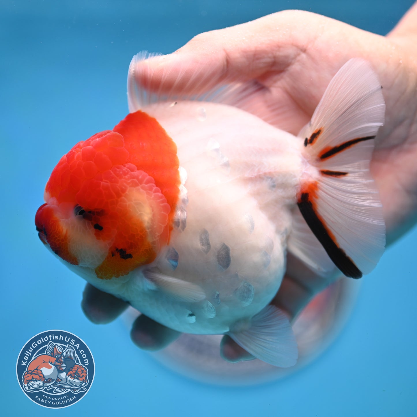 Tricolor Sakura YuanBao Oranda 4 inches Body (250516_OR05)