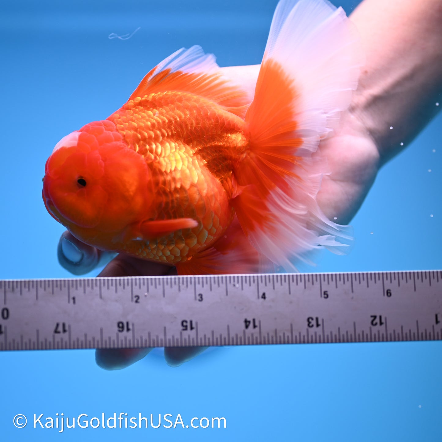 Jade Seal Red White Rose Tail Oranda 4in Body (240621_OR05) - Kaiju Goldfish USA