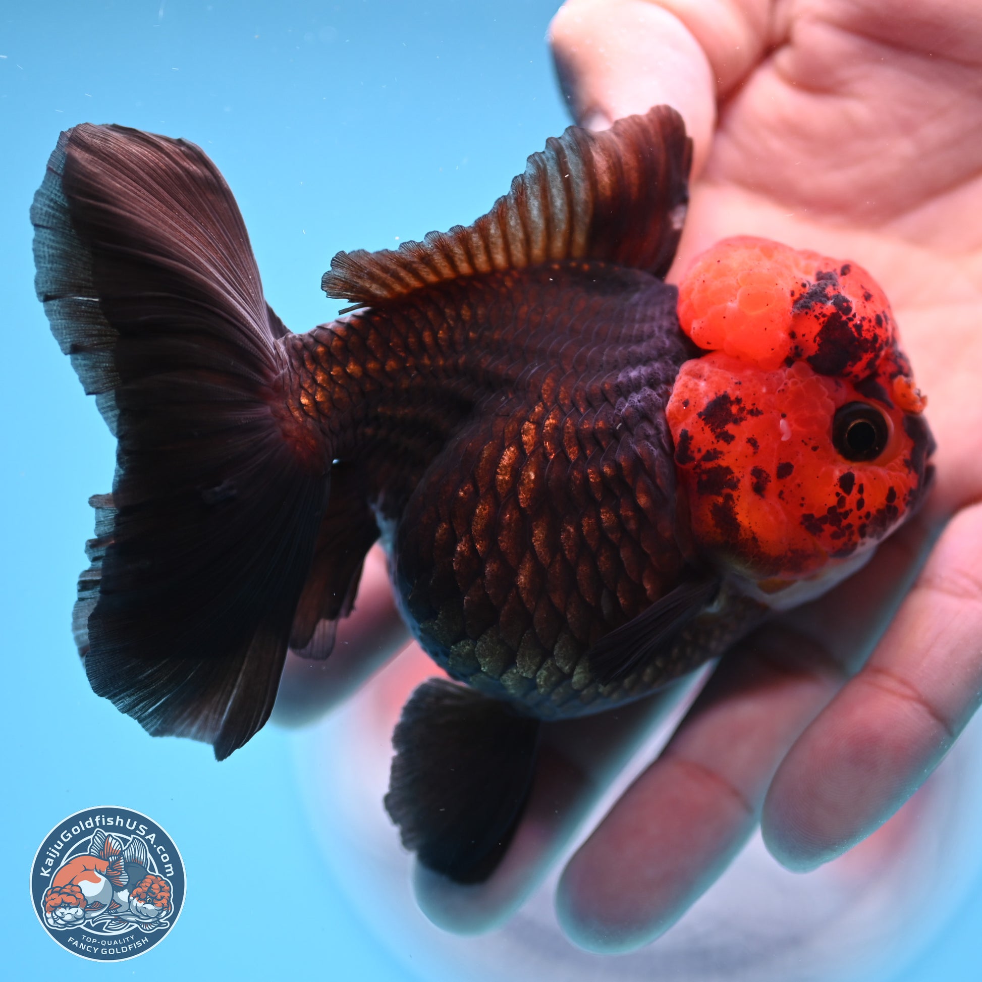 Red Head Apache Rose Tail Oranda 4 inches - Female (241206_OR05) - Kaiju Goldfish USA