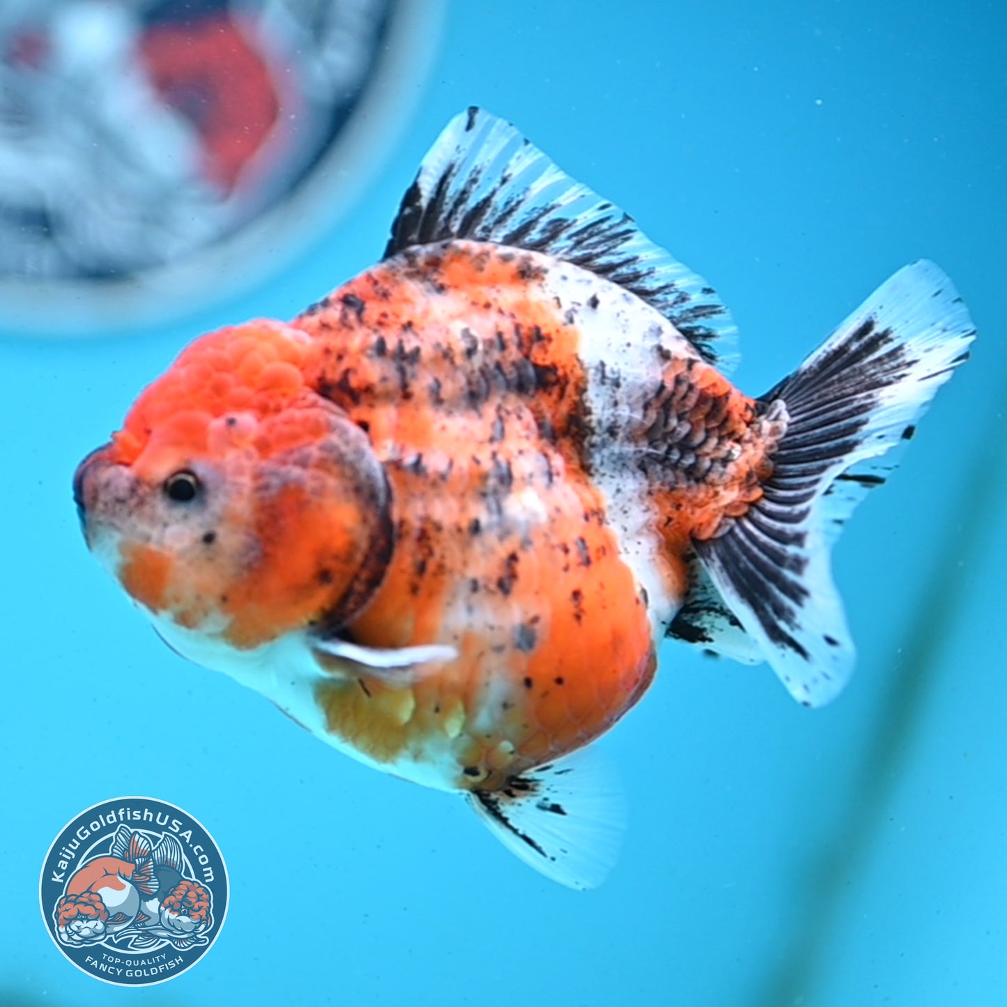 Shogun Tricolor Sakura Oranda 4 inches Body - Female (250418_OR05)