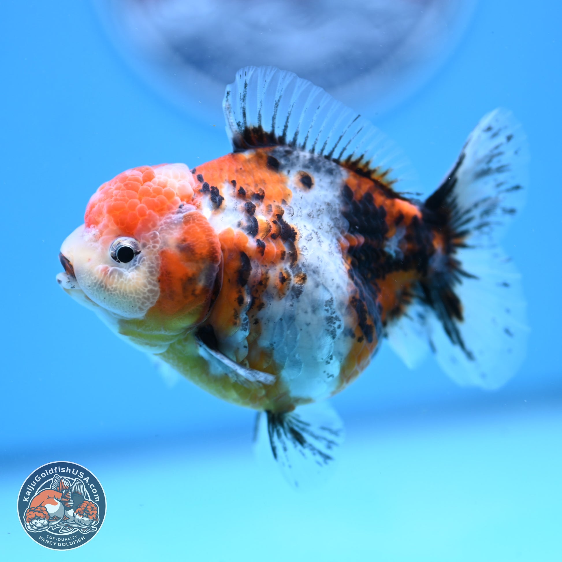 Shogun Tricolor Sakura YuanBao Oranda 3.5in Body (240802_OR05) - Kaiju Goldfish USA