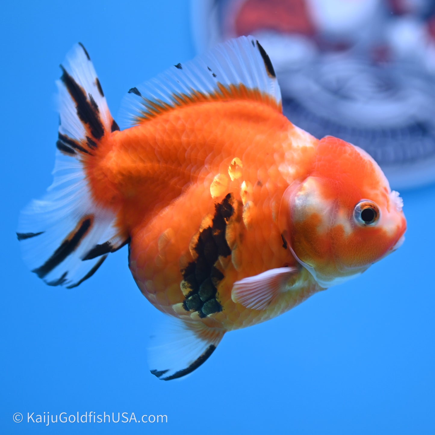 Shogun Godzilla Tricolor Sakura Oranda 3.75in Body (240719_OR05) - Kaiju Goldfish USA