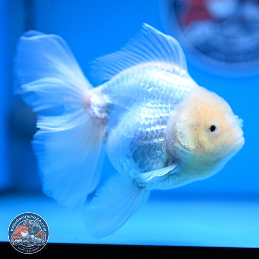 Snow White Rose Tail Oranda 4-6 inches (240913_OR05) - Kaiju Goldfish USA