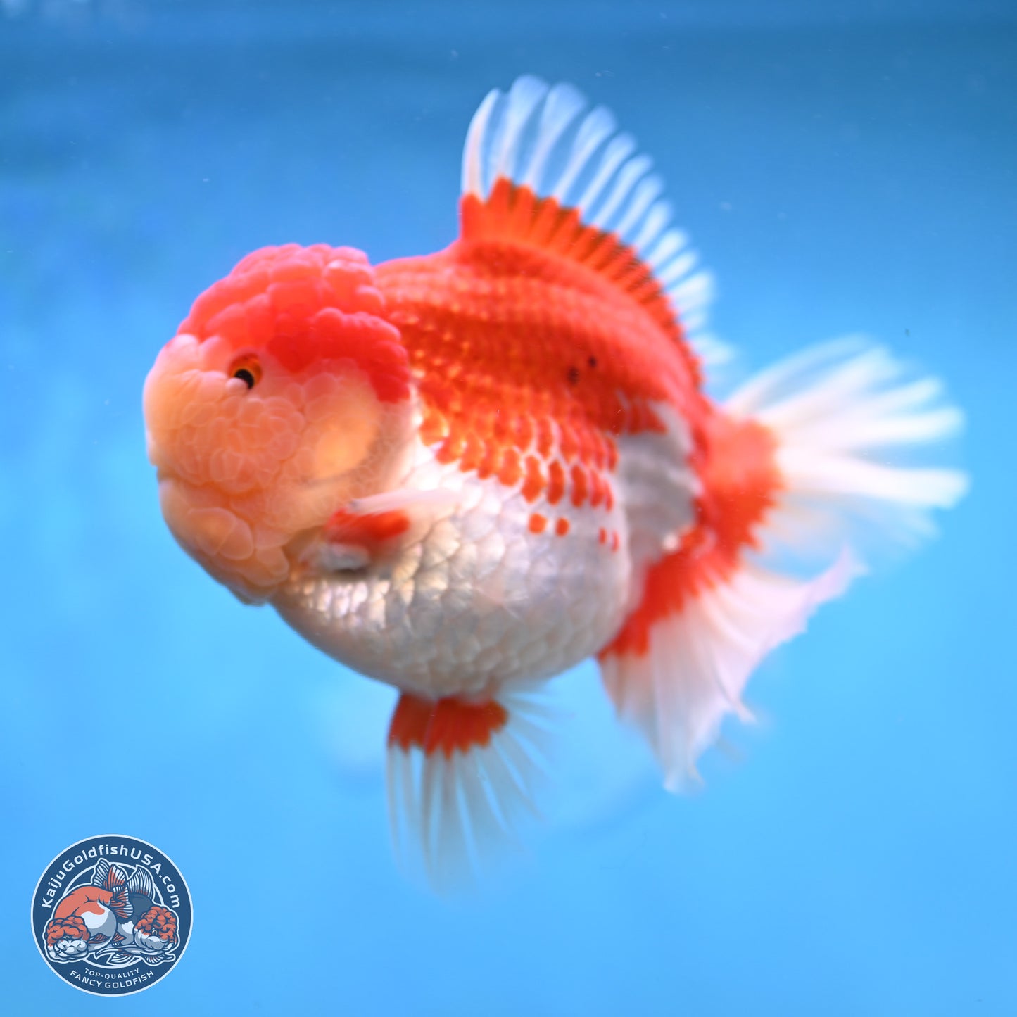 Jumbo Rose Tail Red White Oranda 5 inches Body - Female (250131_OR05)